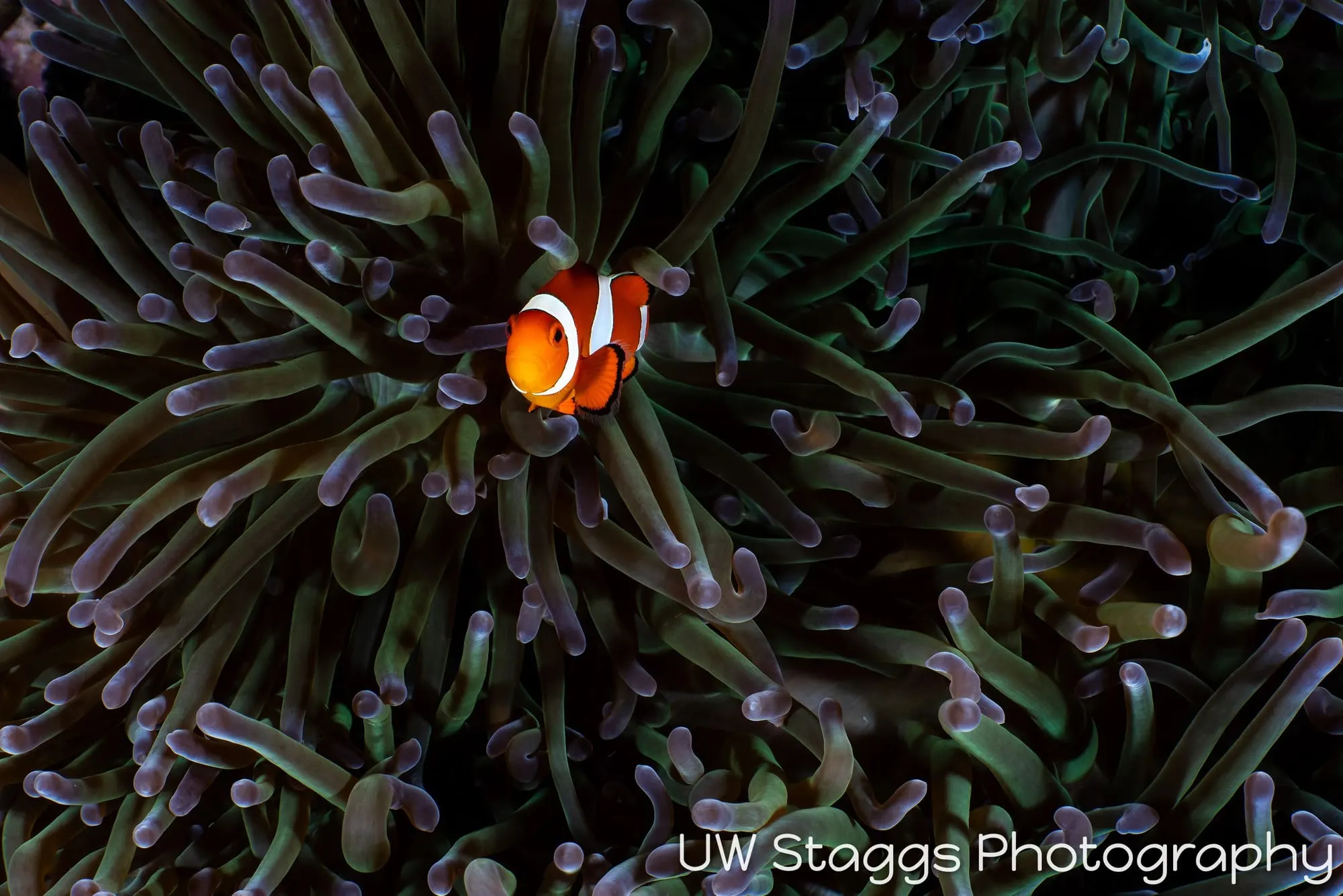Reef Scene — Puerto Galera, Philippines