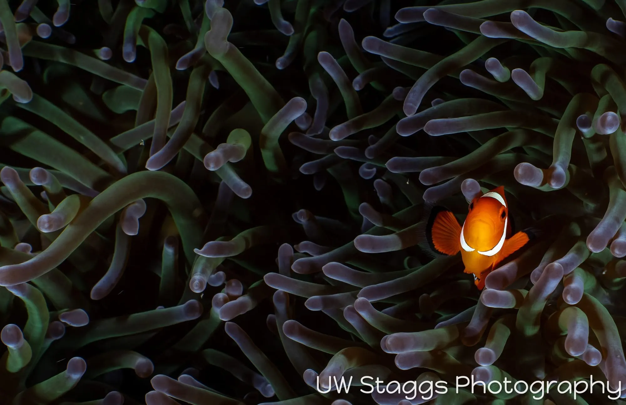 Reef Scene — Puerto Galera, Philippines