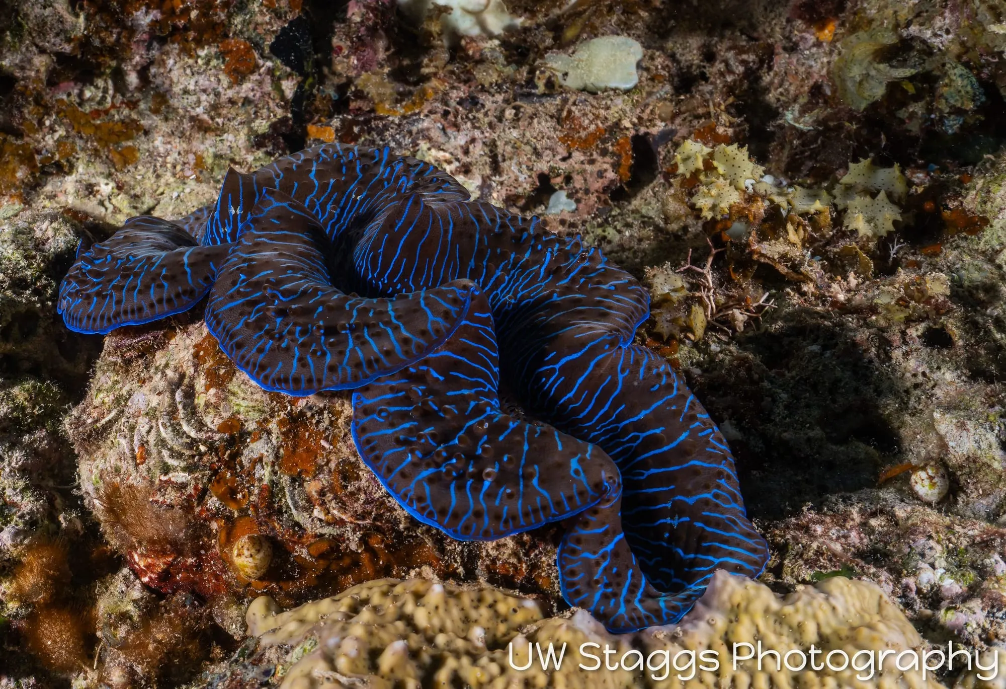 Clam — Taveuni, Fiji