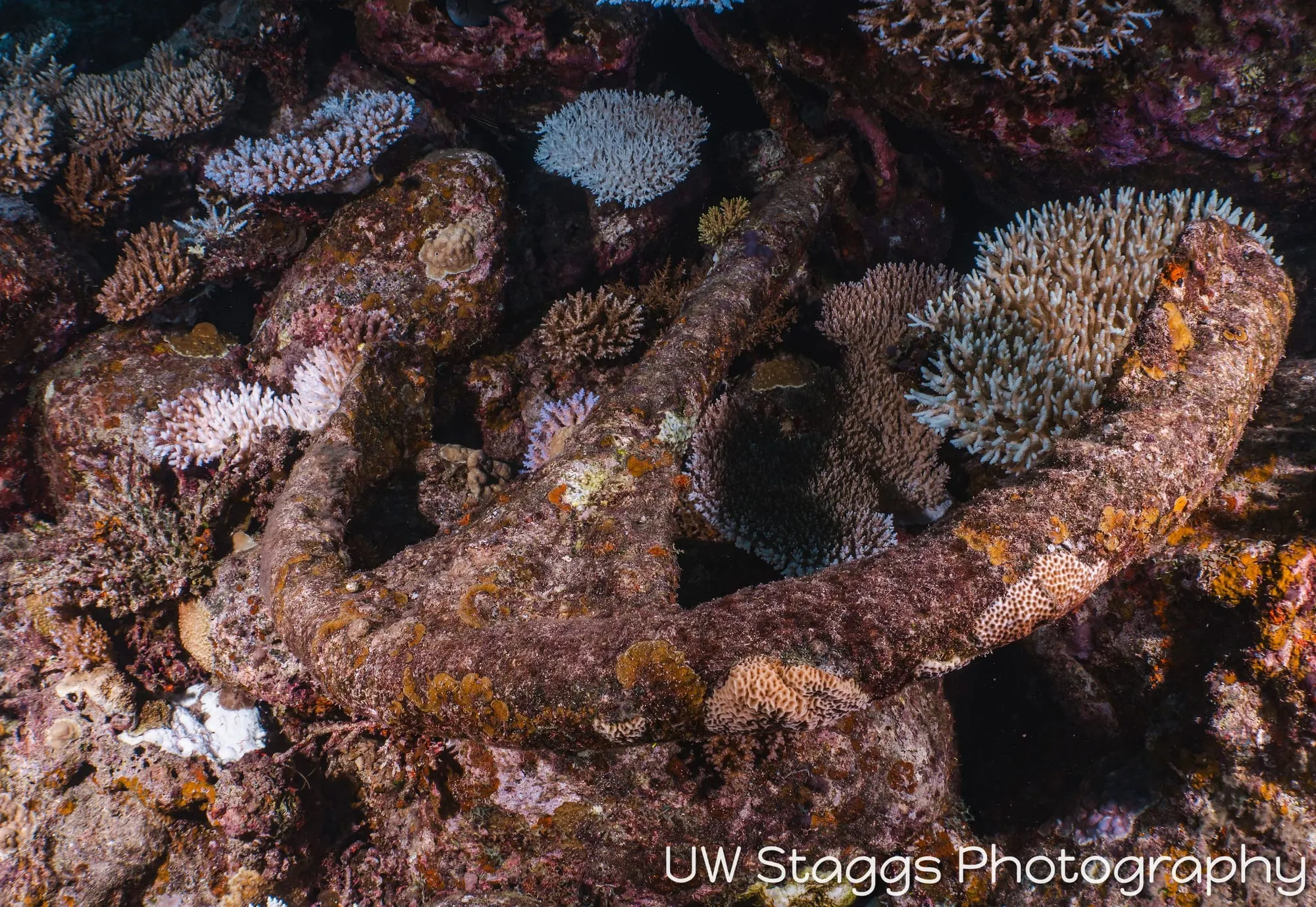 Coral Atoll — Taveuni, Fiji