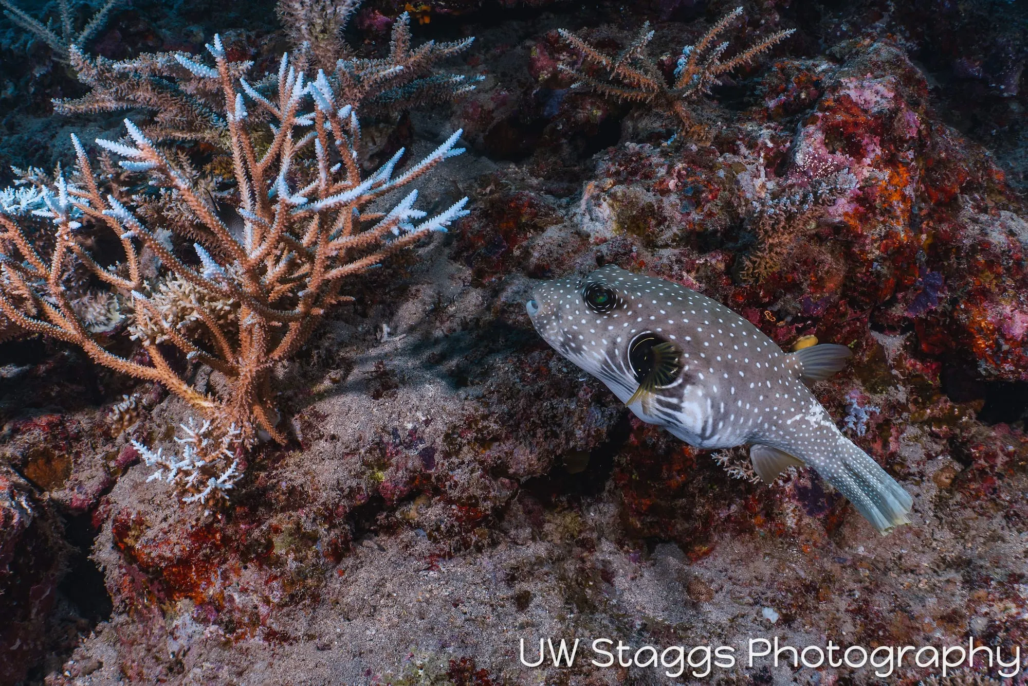 Coral Atoll — Taveuni, Fiji