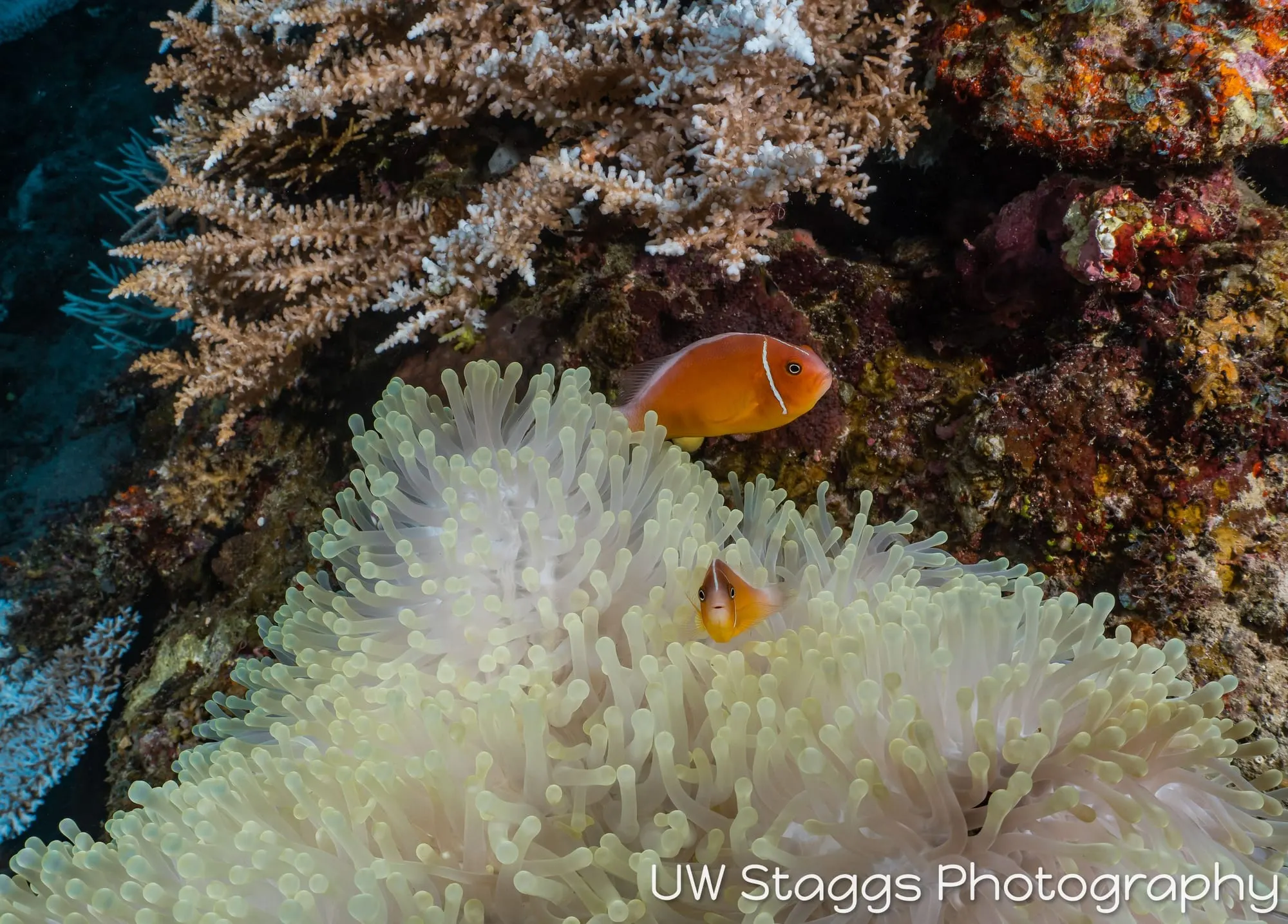 Coral Atoll — Taveuni, Fiji