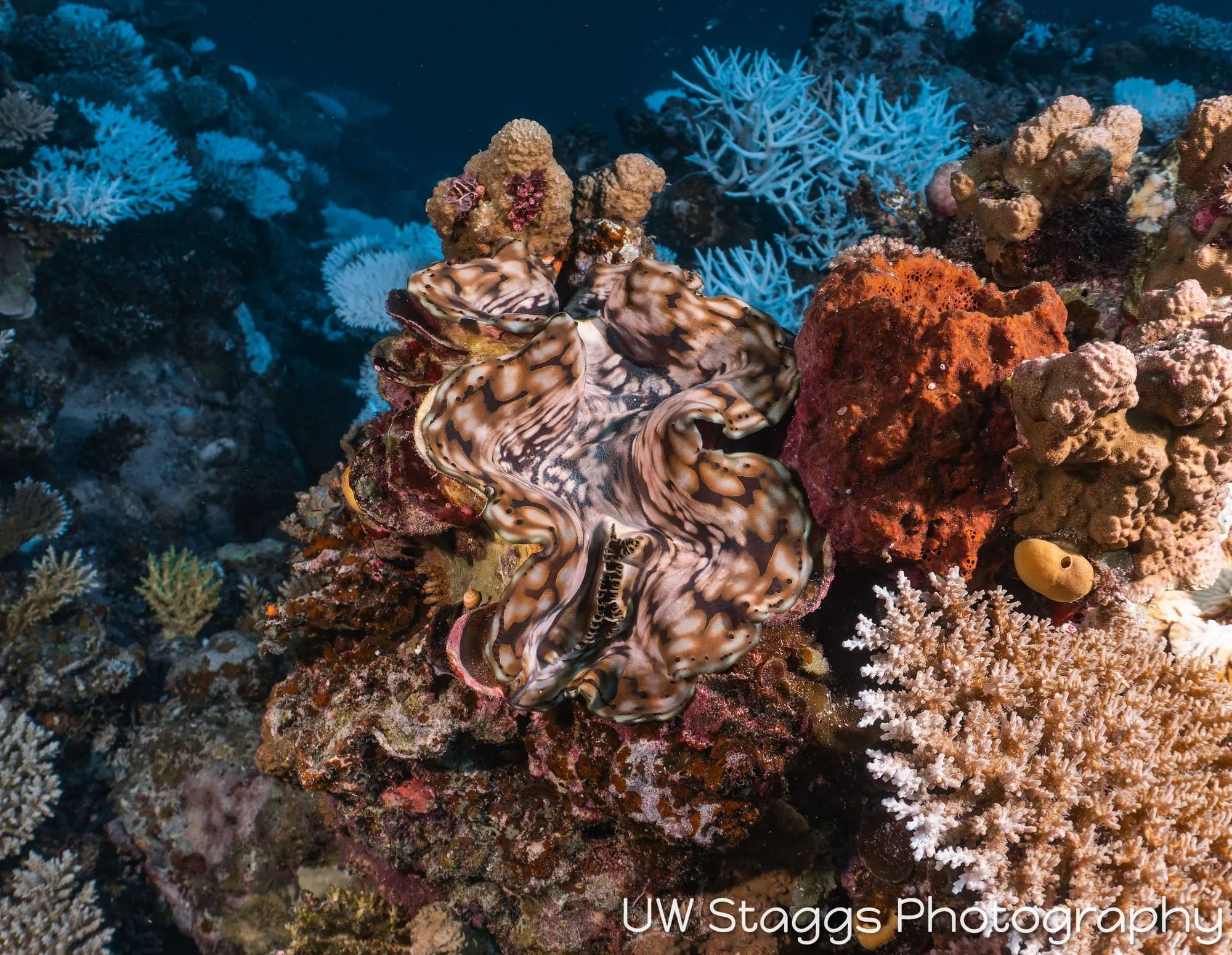 Clam — Taveuni, Fiji