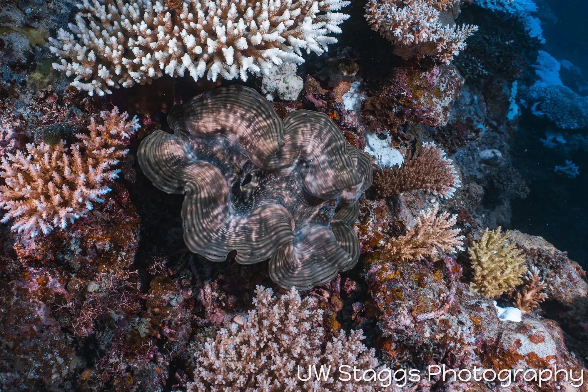 Coral Atoll — Taveuni, Fiji