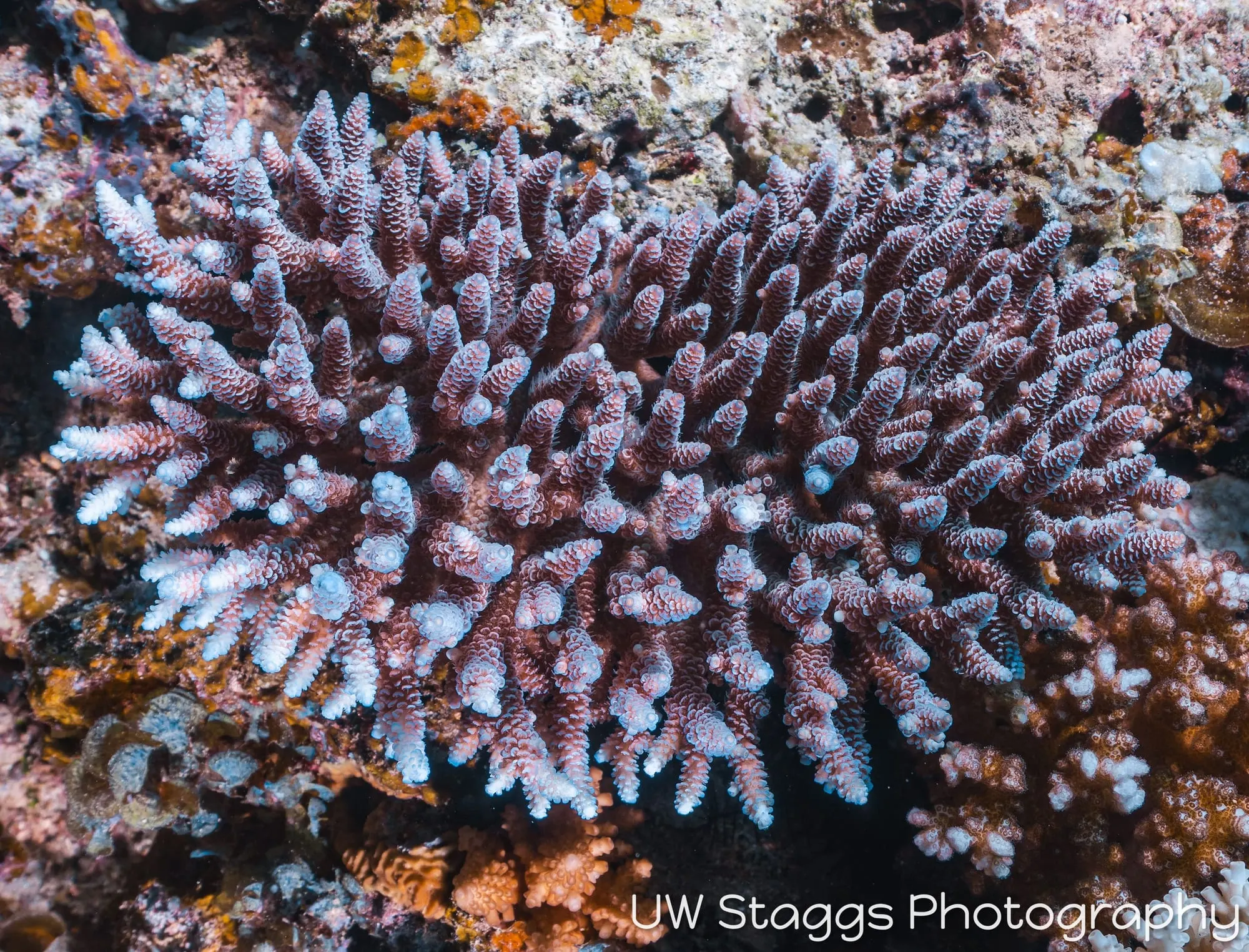 Coral Atoll — Taveuni, Fiji