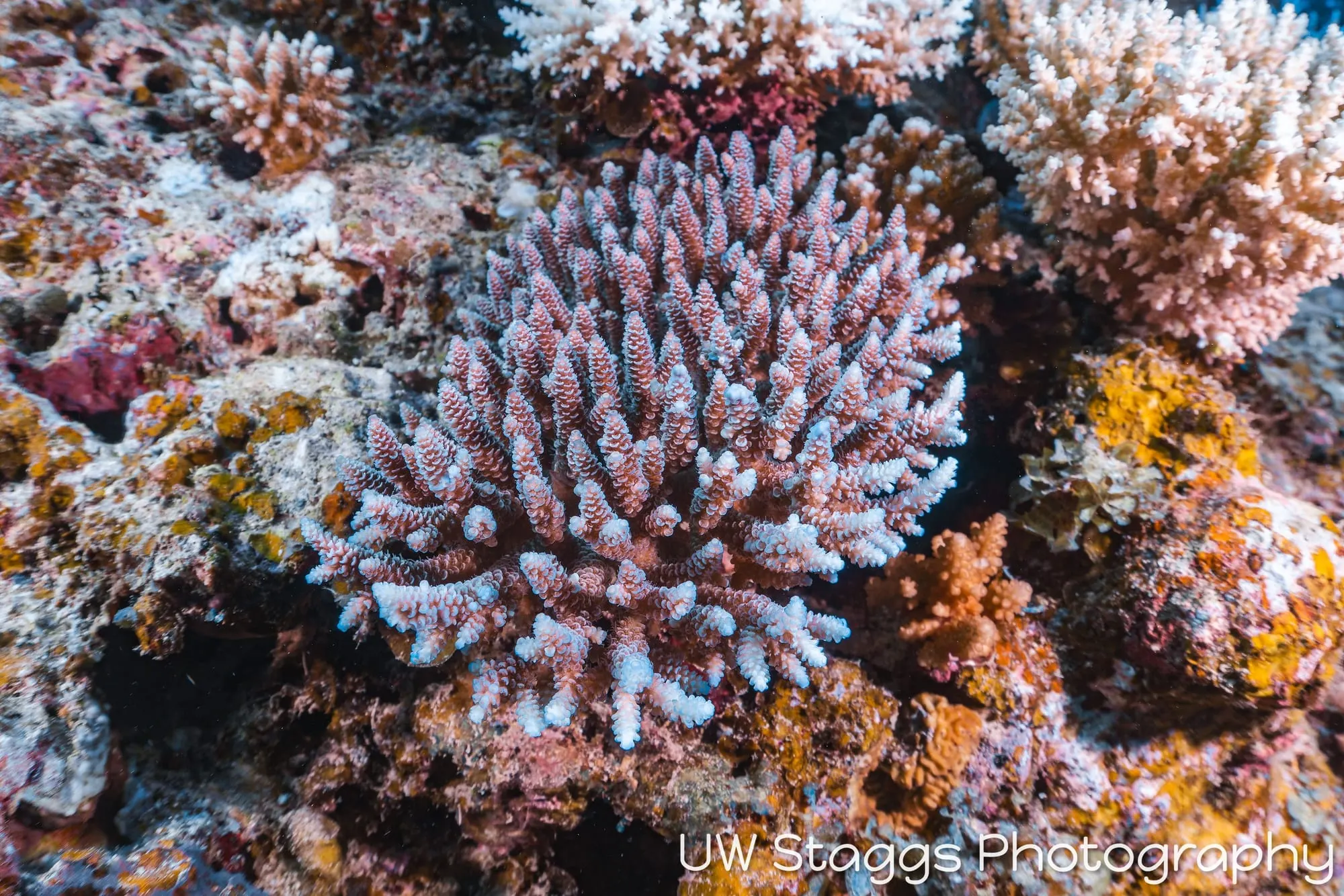 Coral Atoll — Taveuni, Fiji