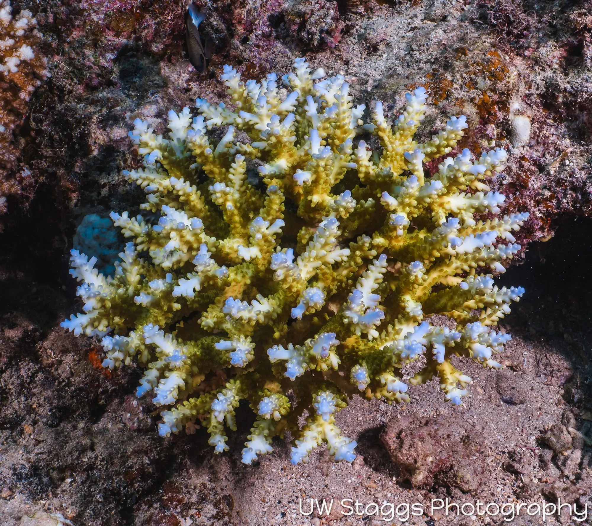 Coral Atoll — Taveuni, Fiji