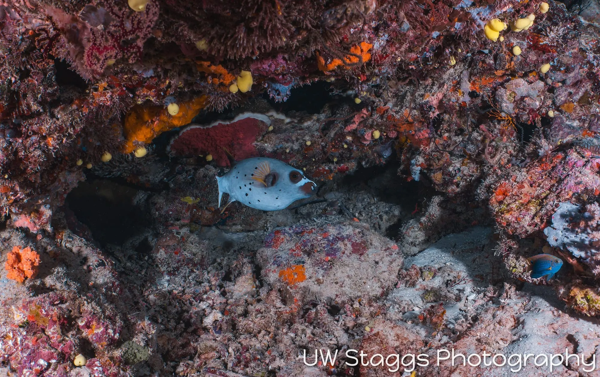 Coral Atoll — Taveuni, Fiji