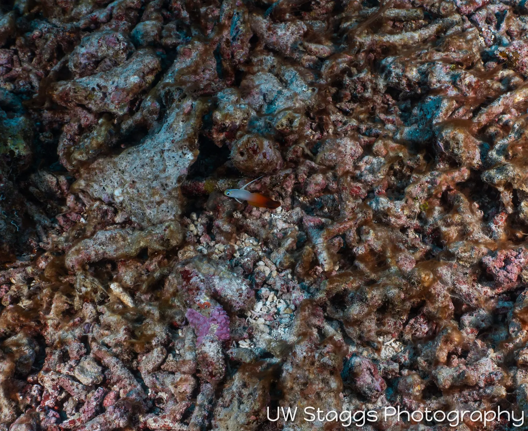 Coral Atoll — Taveuni, Fiji