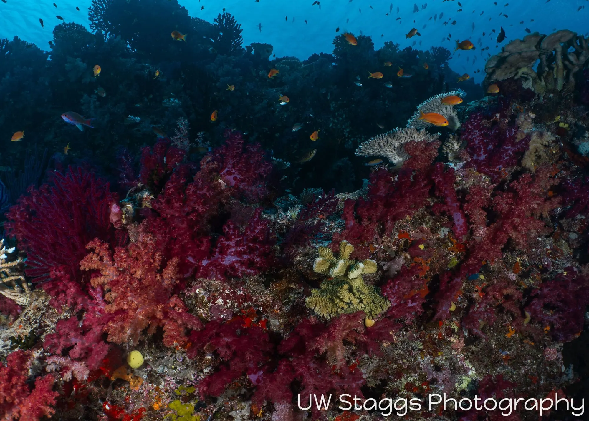 Coral Atoll — Taveuni, Fiji