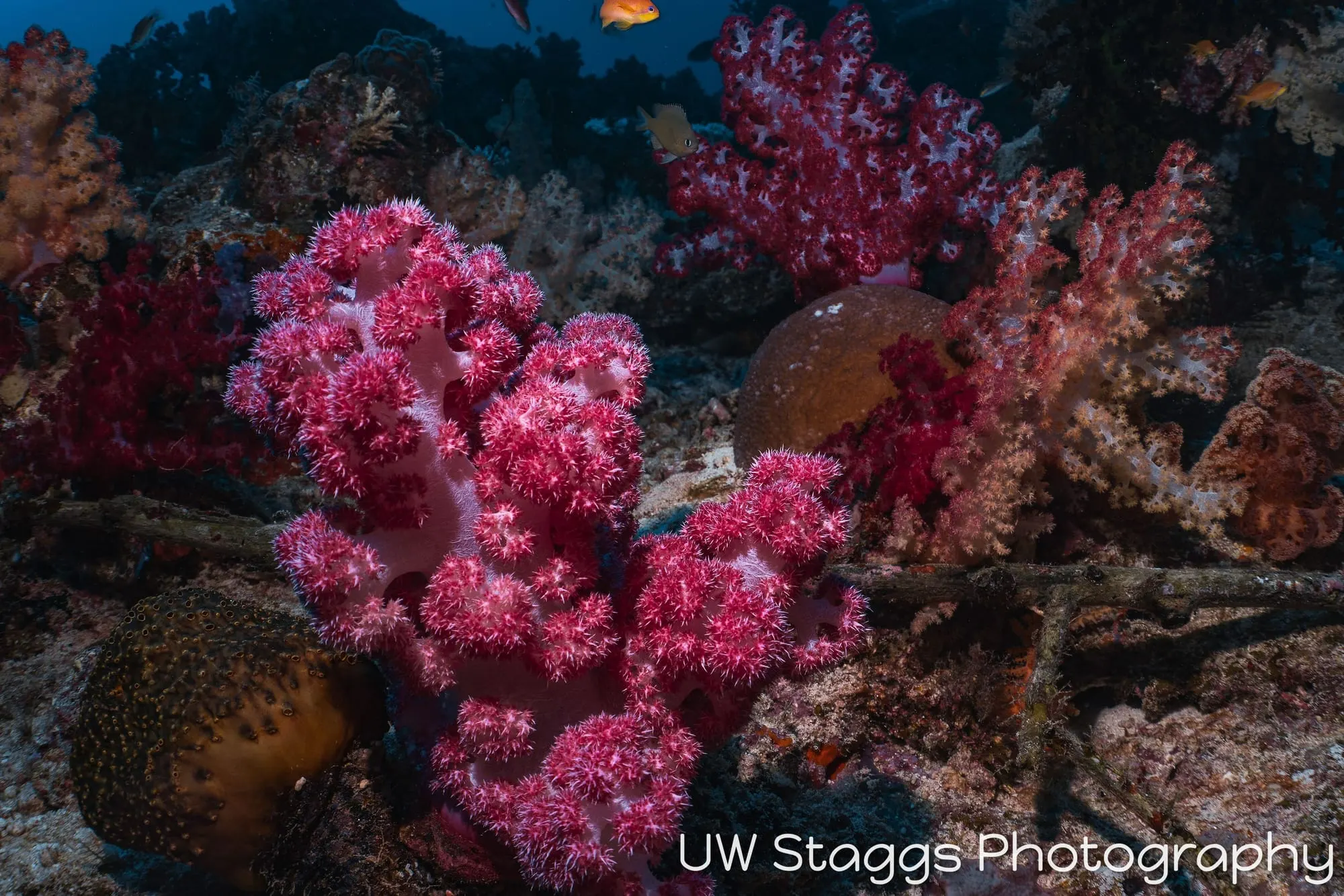 Coral Atoll — Taveuni, Fiji