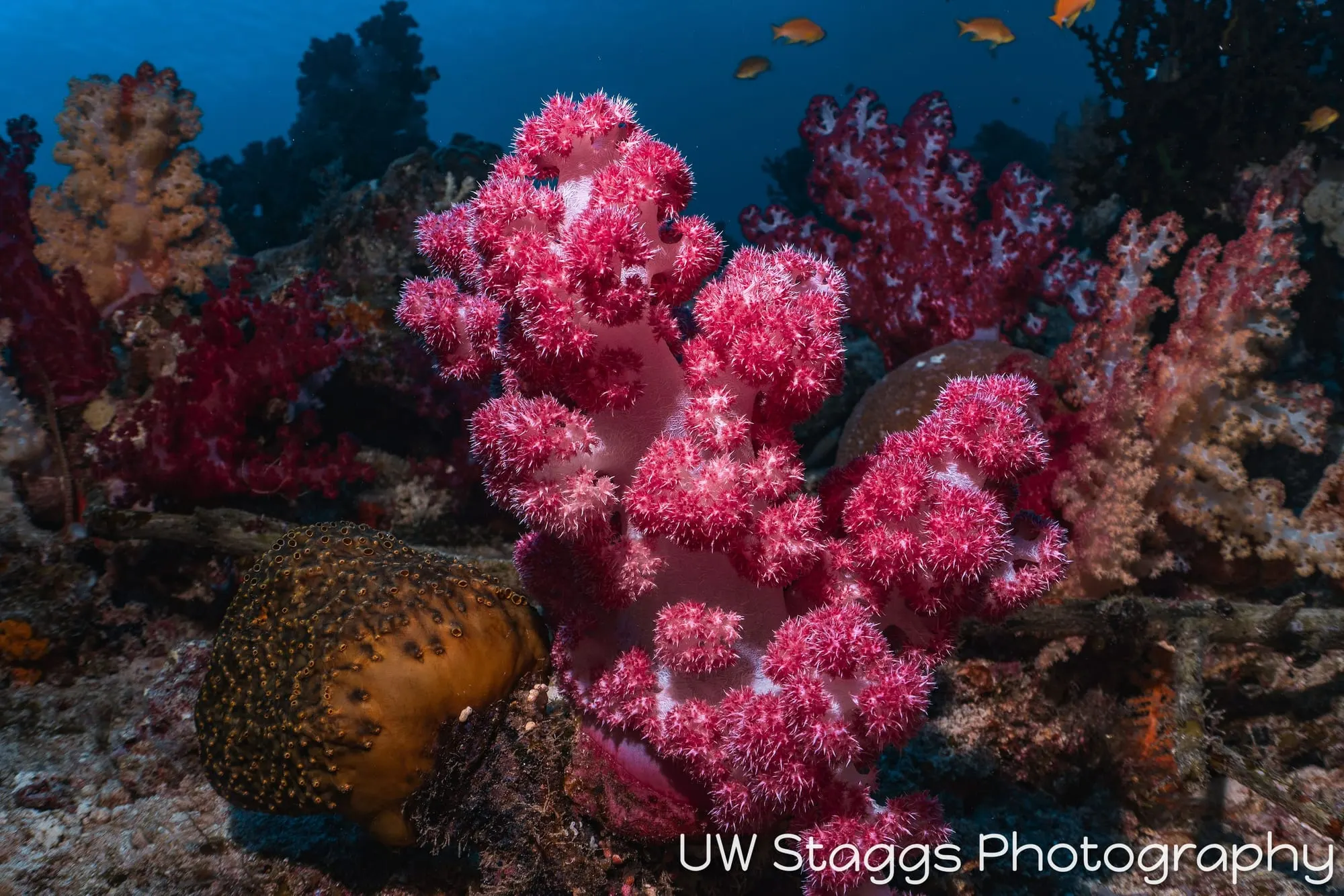 Coral Atoll — Taveuni, Fiji