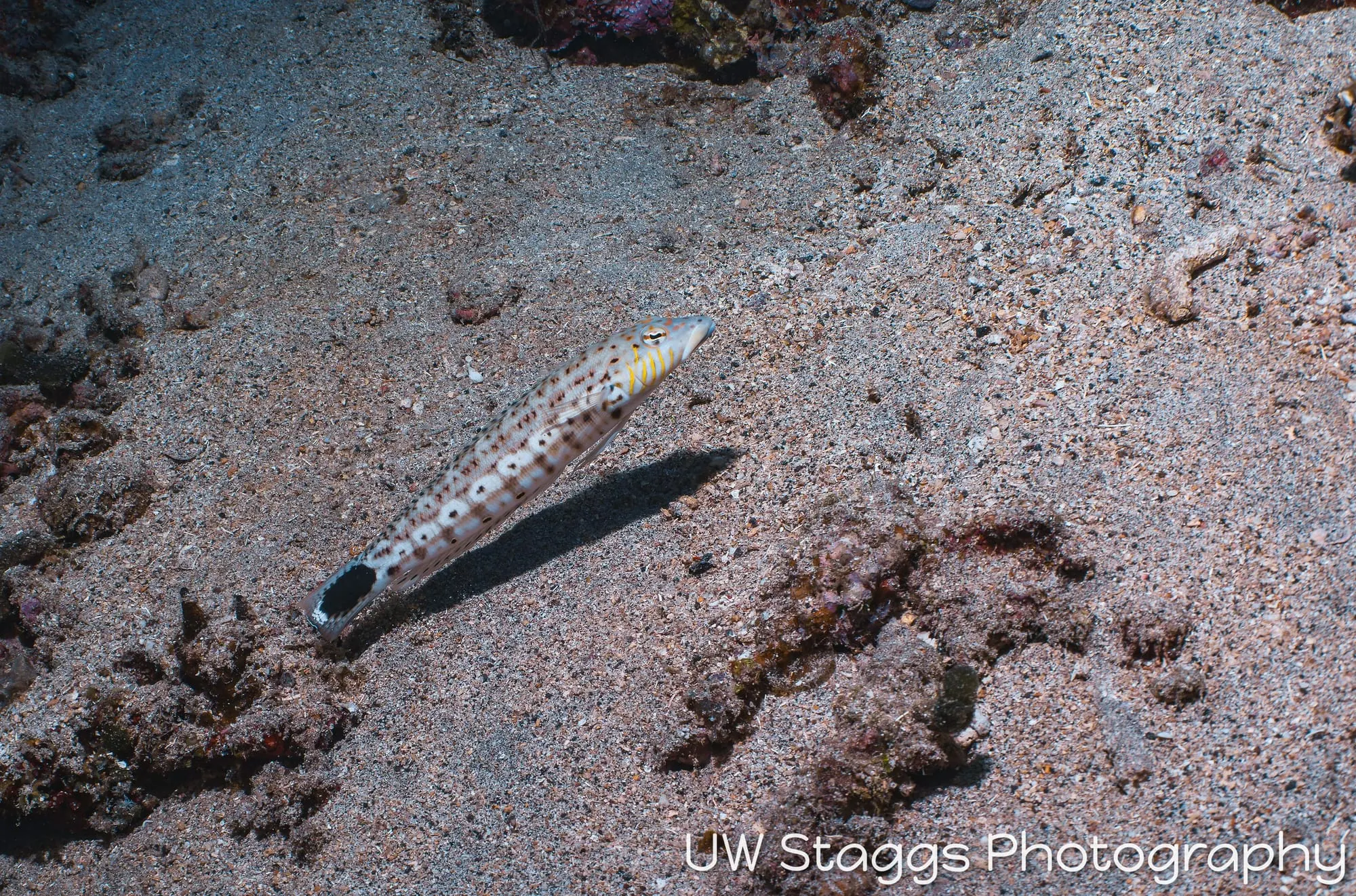 Reef Scene — Taveuni, Fiji