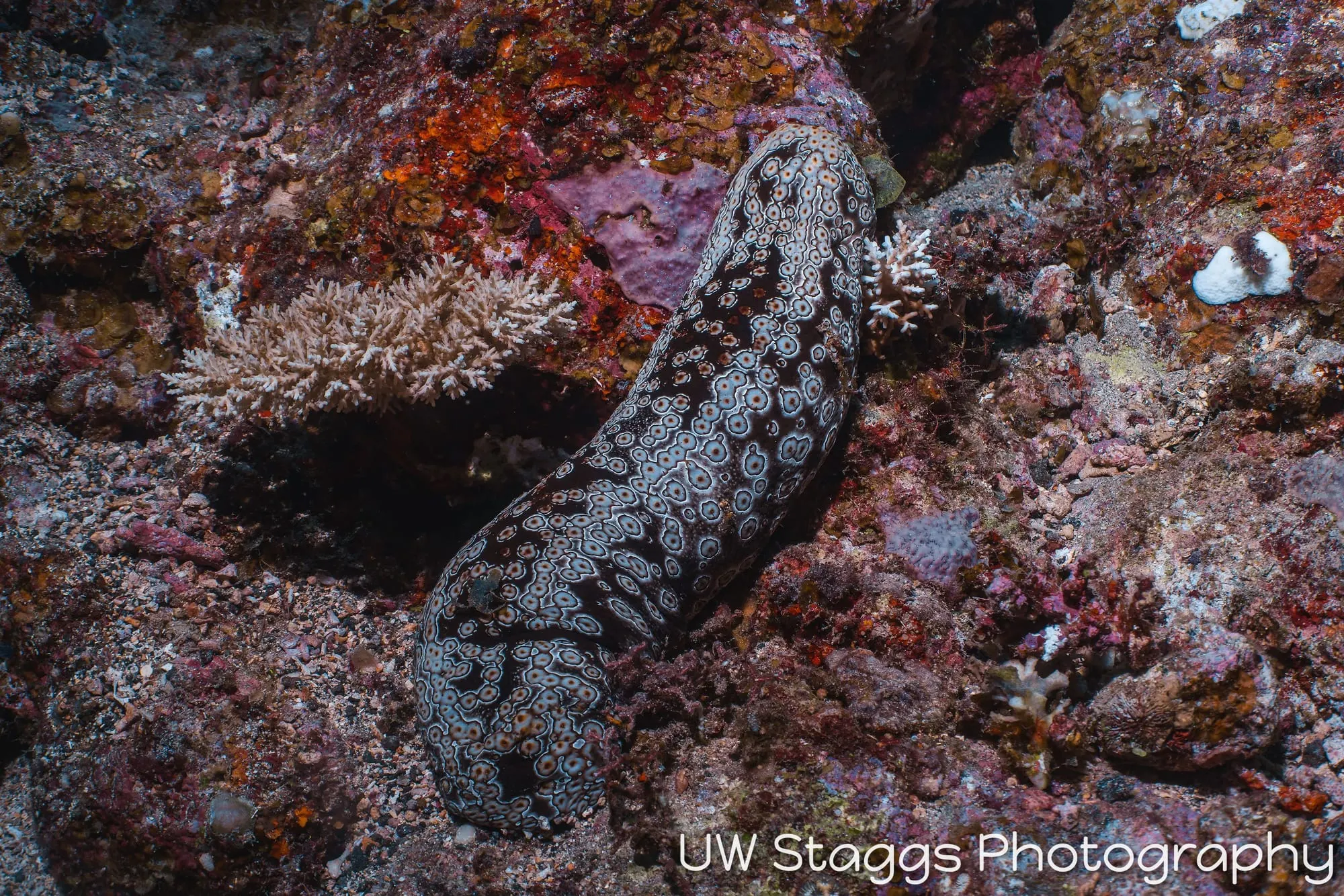 Tunicate — Taveuni, Fiji