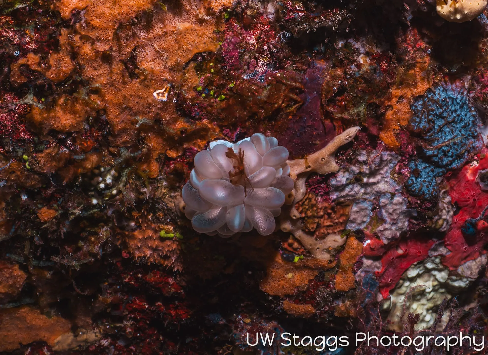 Tunicate — Taveuni, Fiji