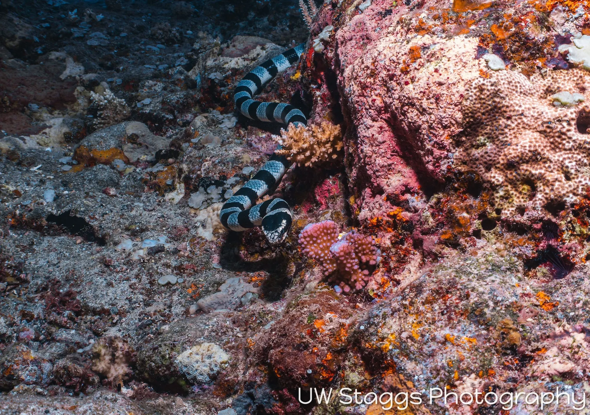 Coral Atoll — Taveuni, Fiji