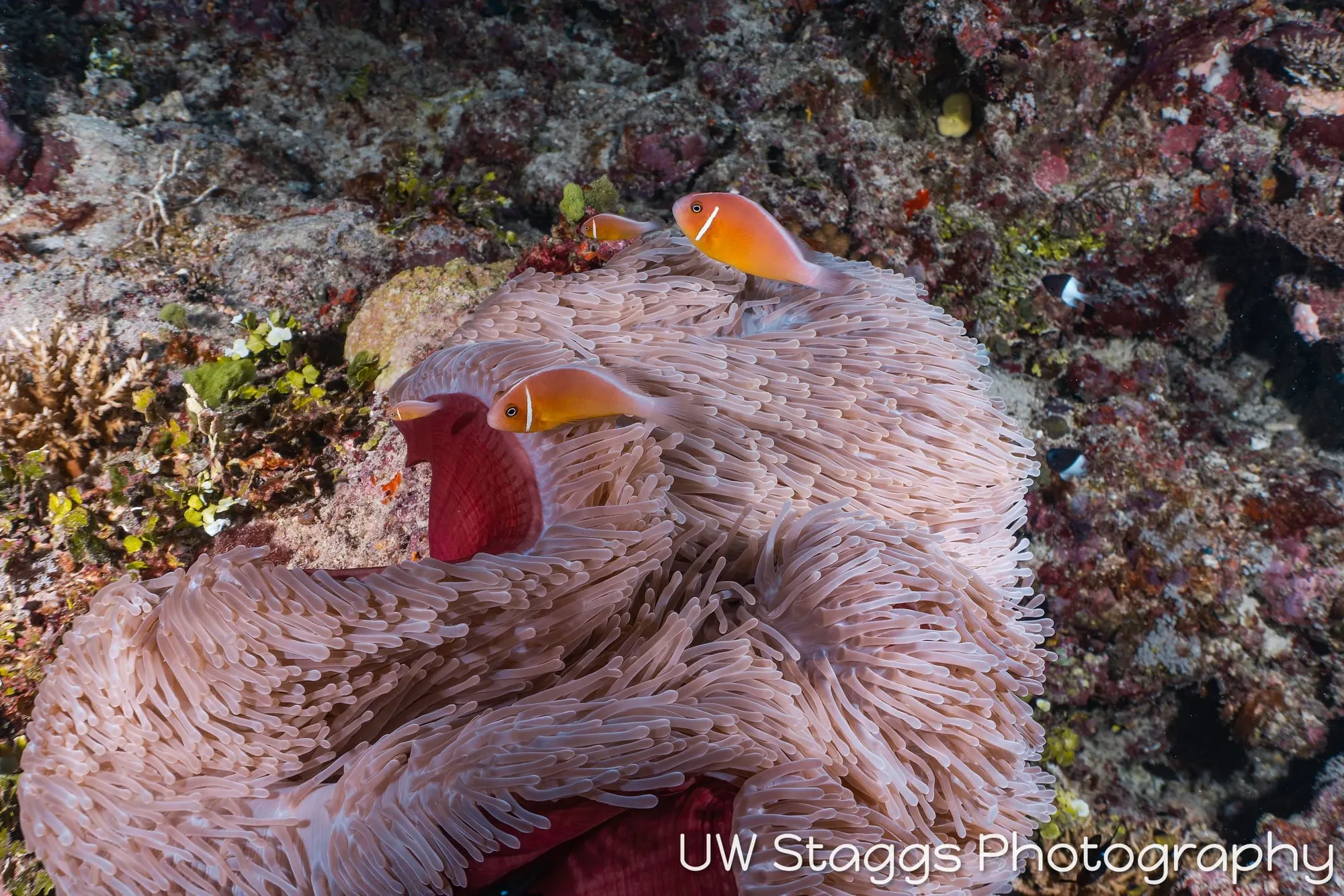 Coral Atoll — Taveuni, Fiji