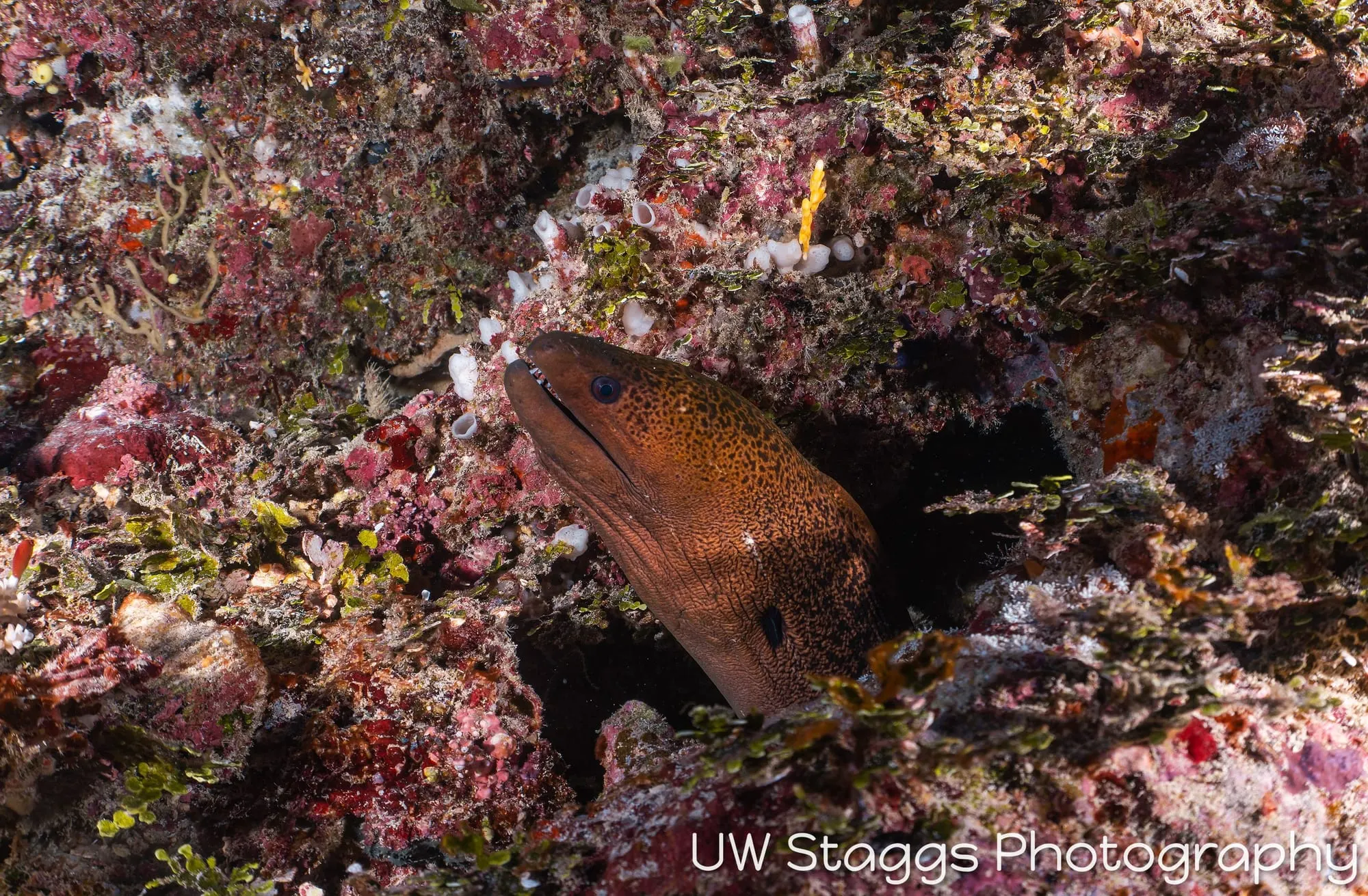 Tunicate — Taveuni, Fiji