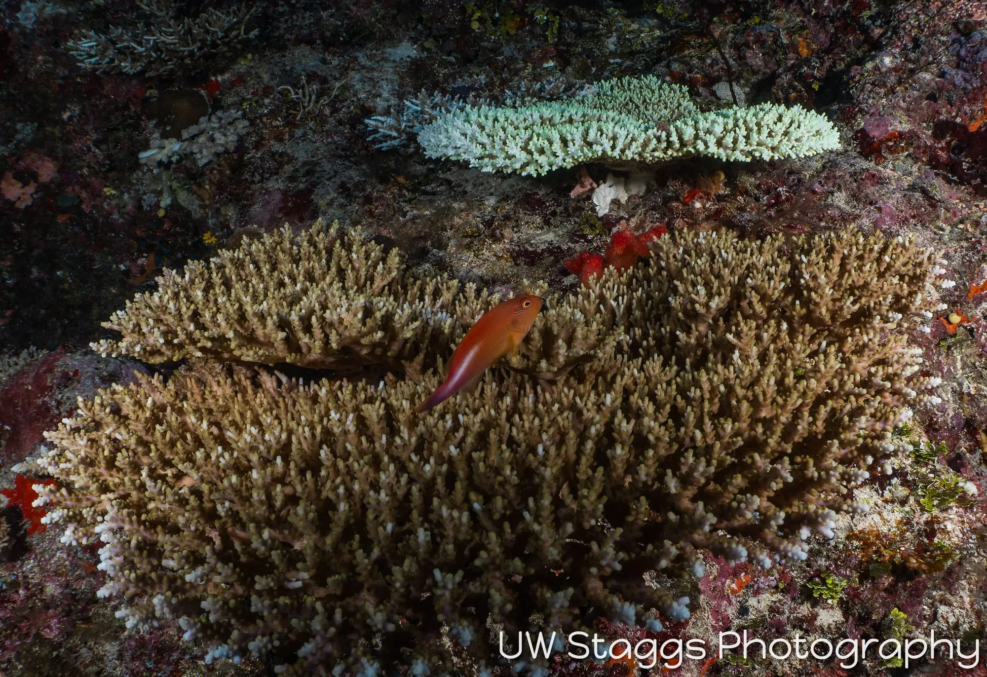 Coral Atoll — Taveuni, Fiji