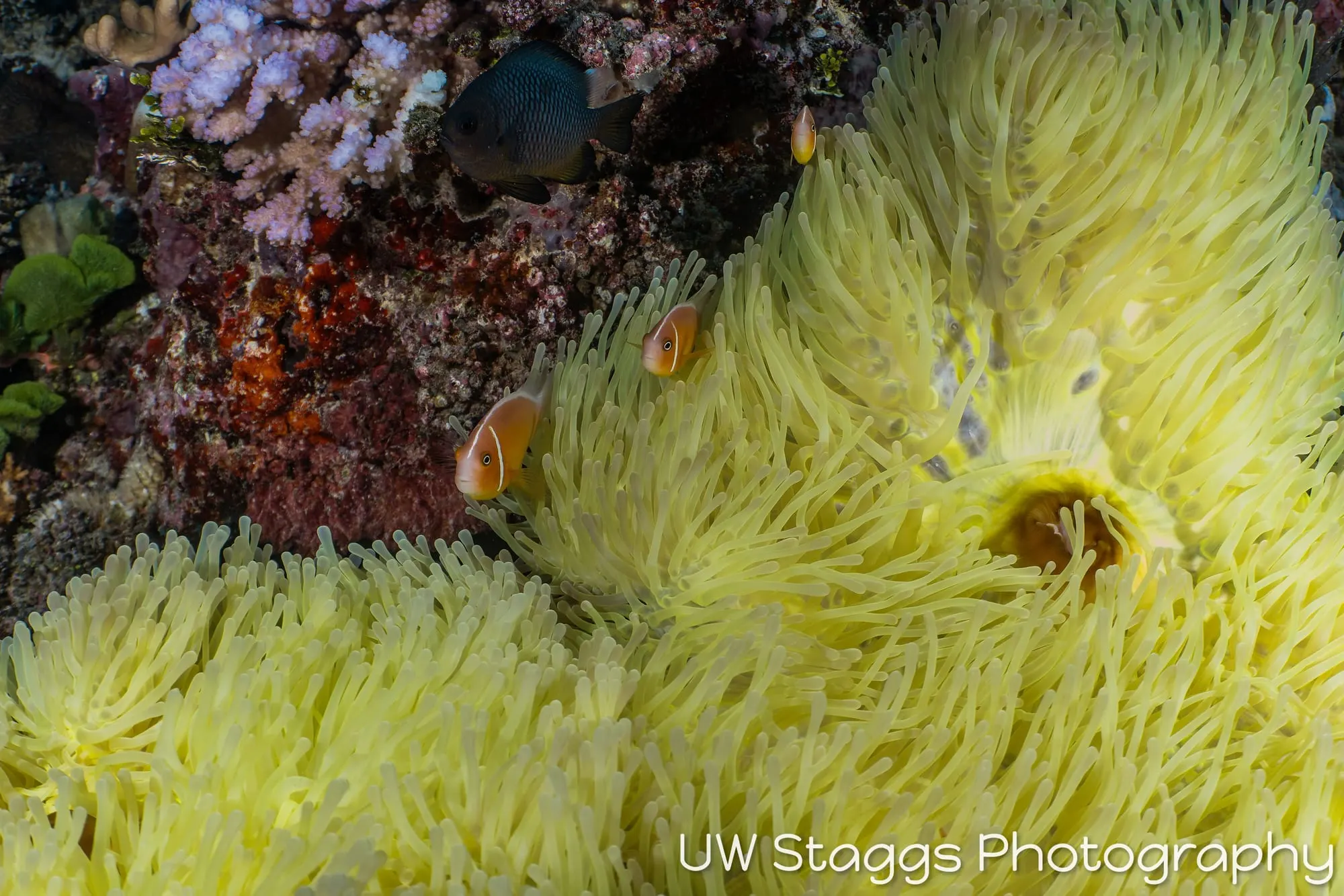 Coral Atoll — Taveuni, Fiji