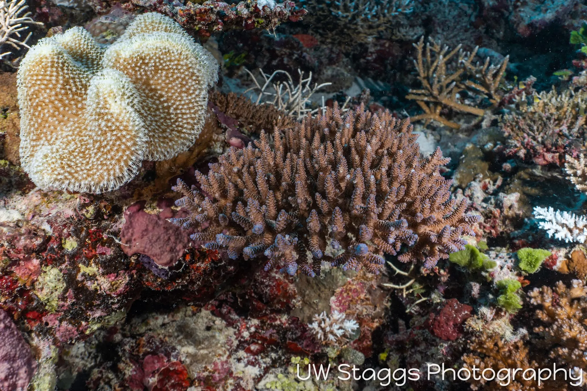 Coral Atoll — Taveuni, Fiji