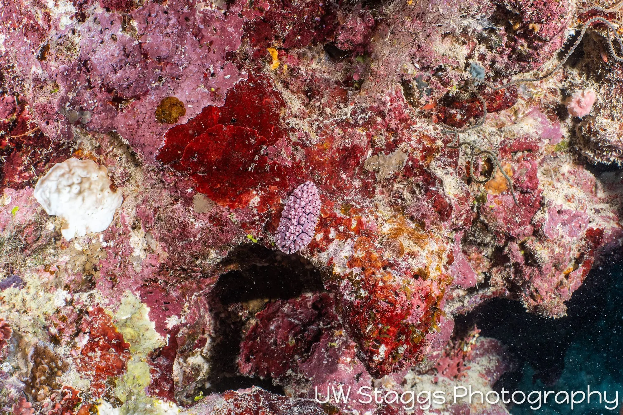 Tunicate — Taveuni, Fiji