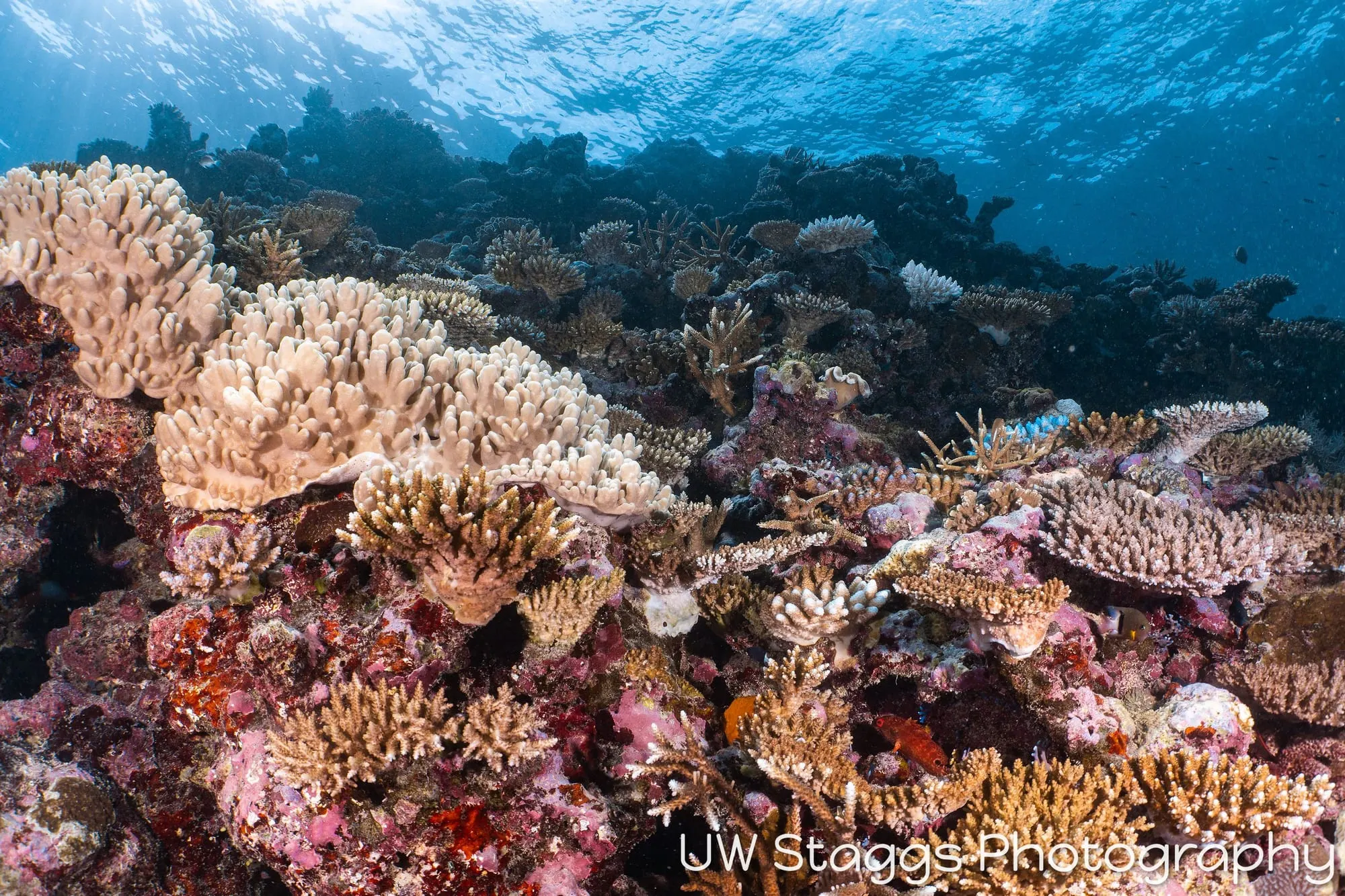 Coral Atoll — Taveuni, Fiji