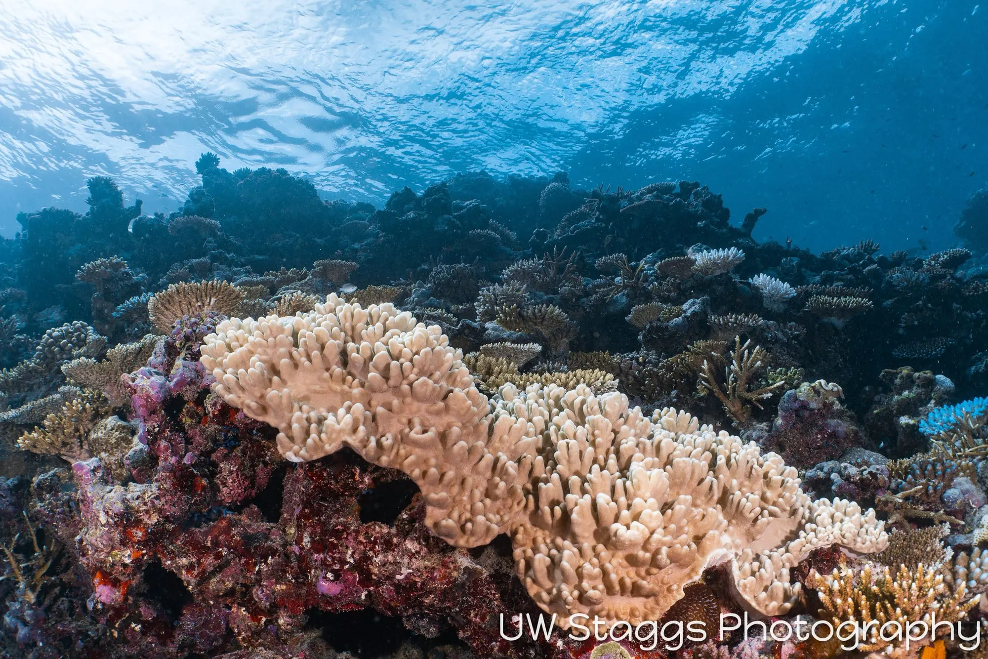 Coral Atoll — Taveuni, Fiji