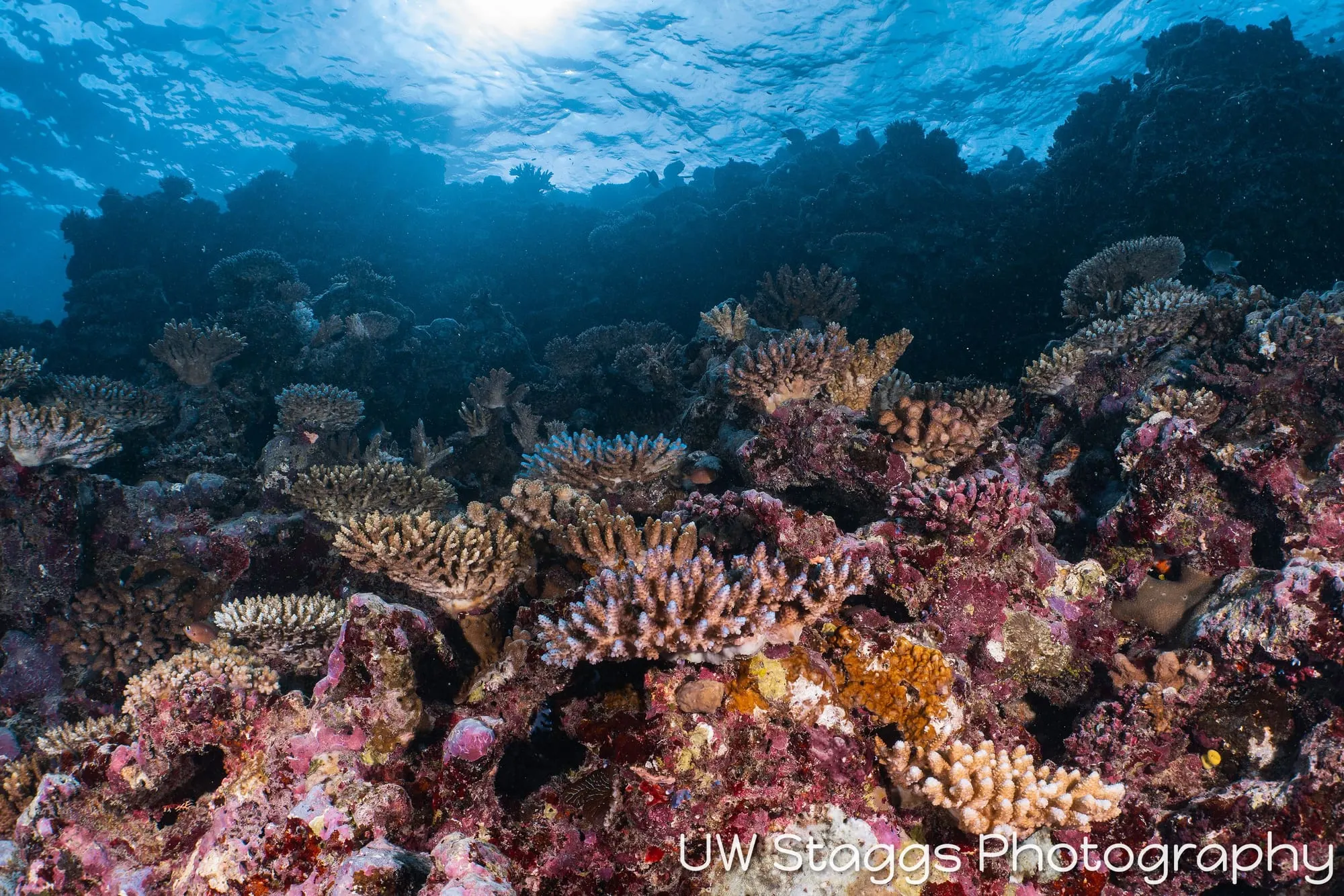 Coral Atoll — Taveuni, Fiji