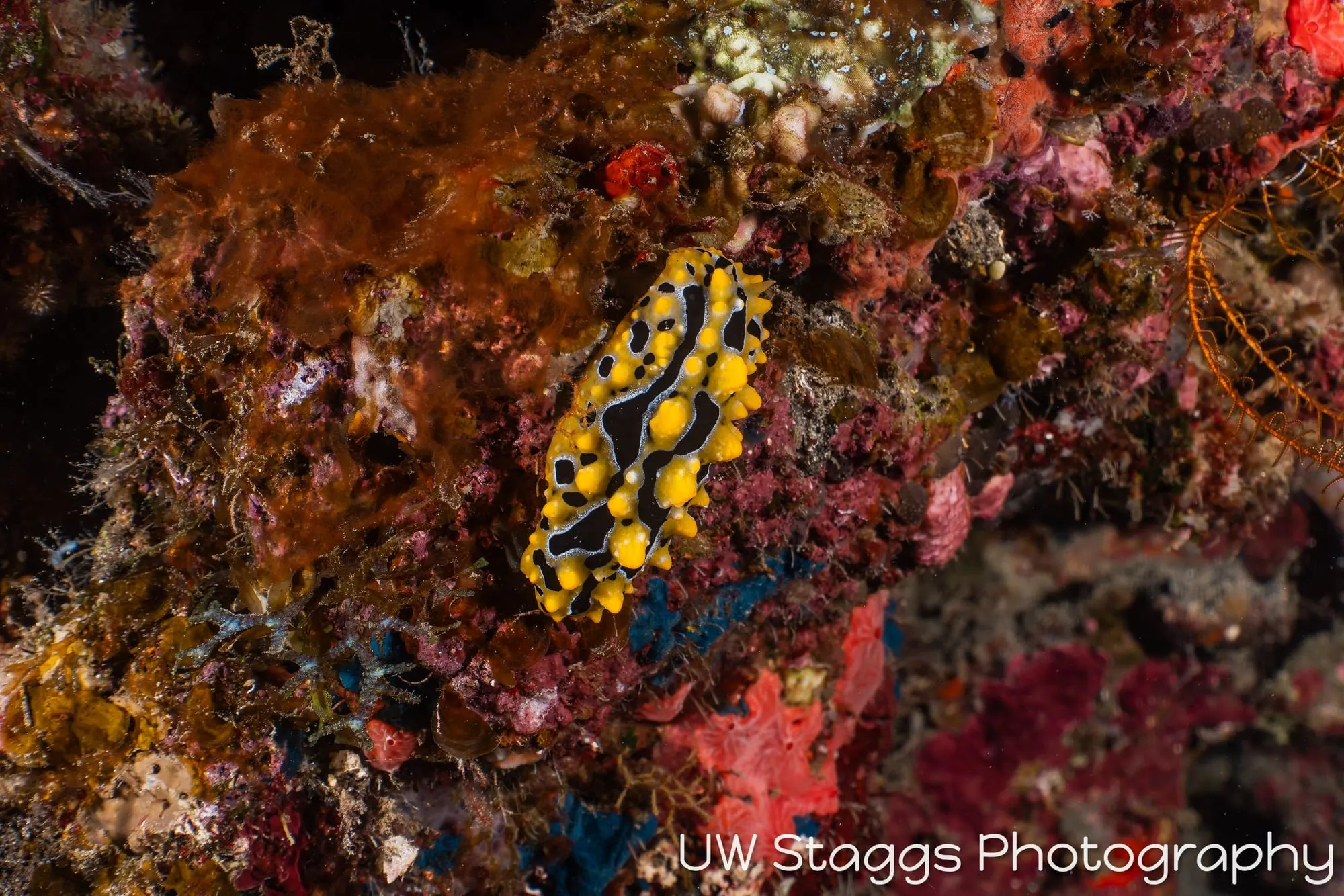 Tunicate — Taveuni, Fiji