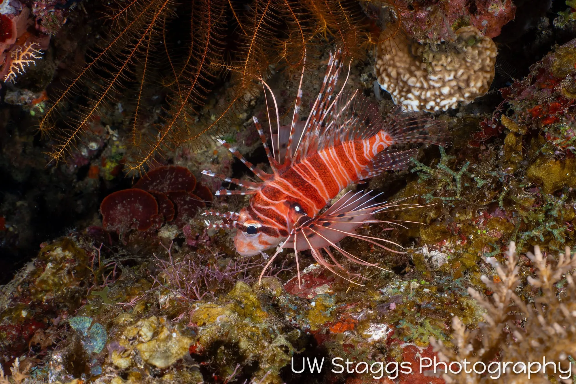 Lionfish — Taveuni, Fiji