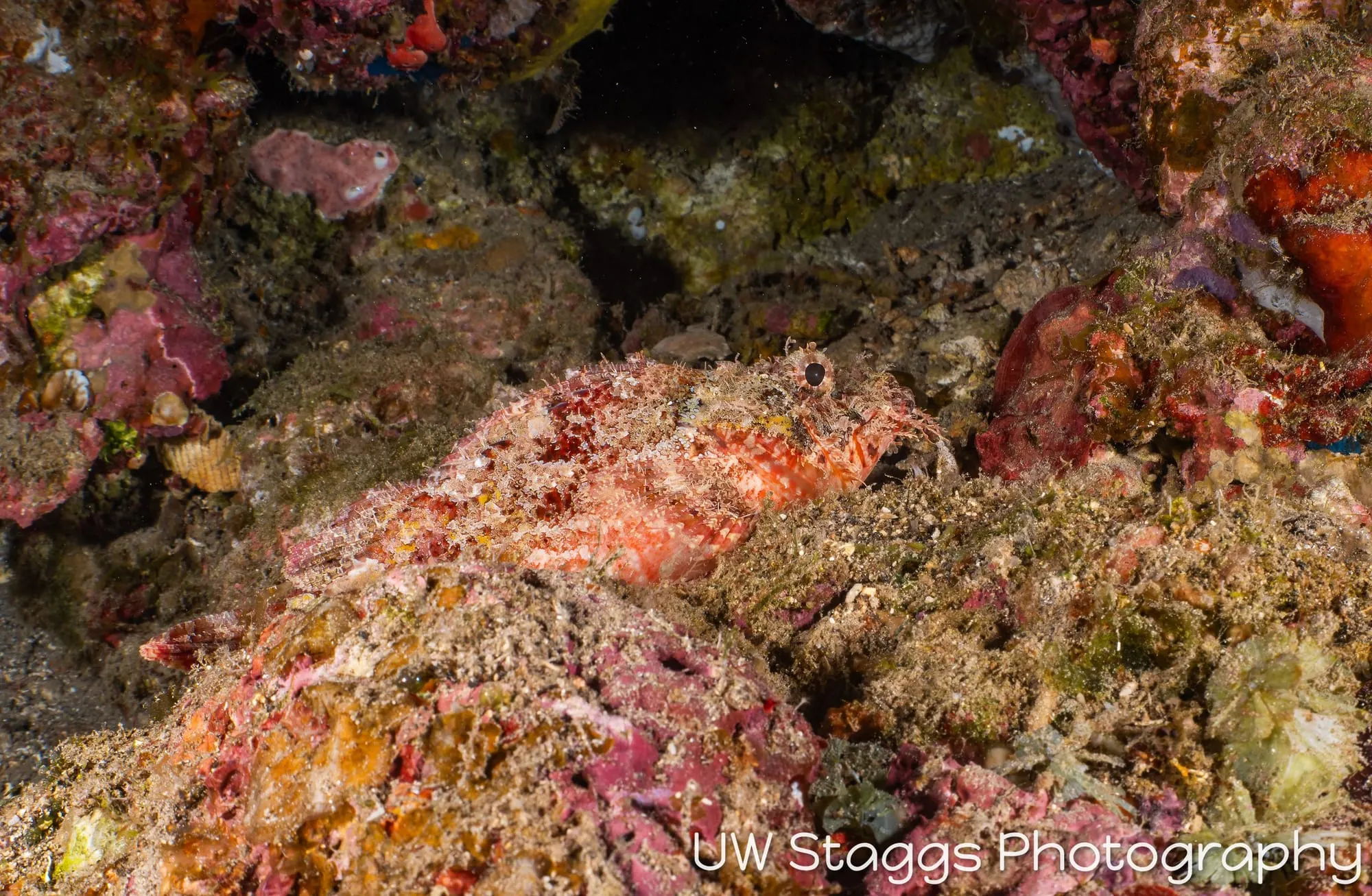 Lionfish — Taveuni, Fiji