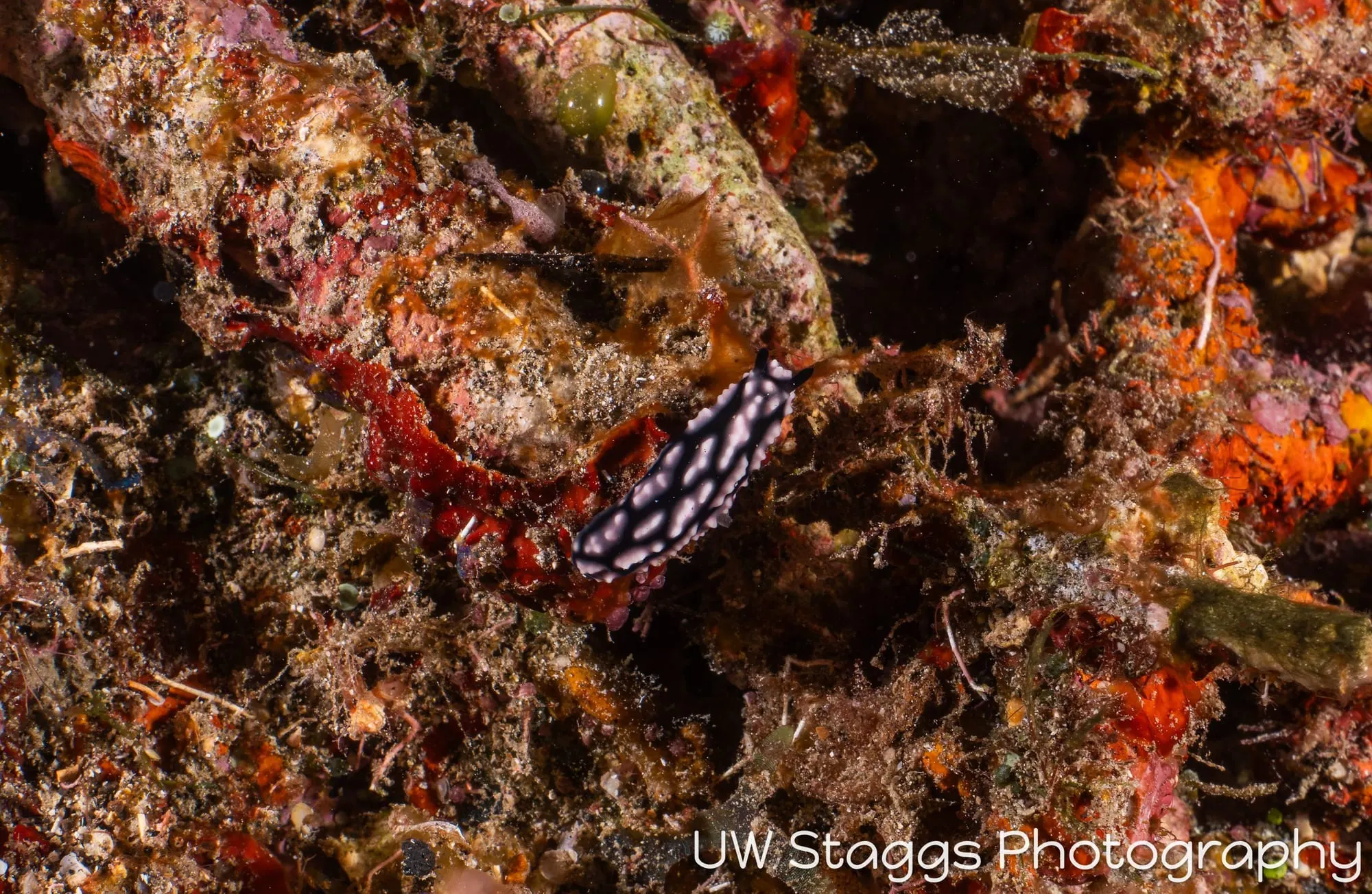 Shrimp — Taveuni, Fiji