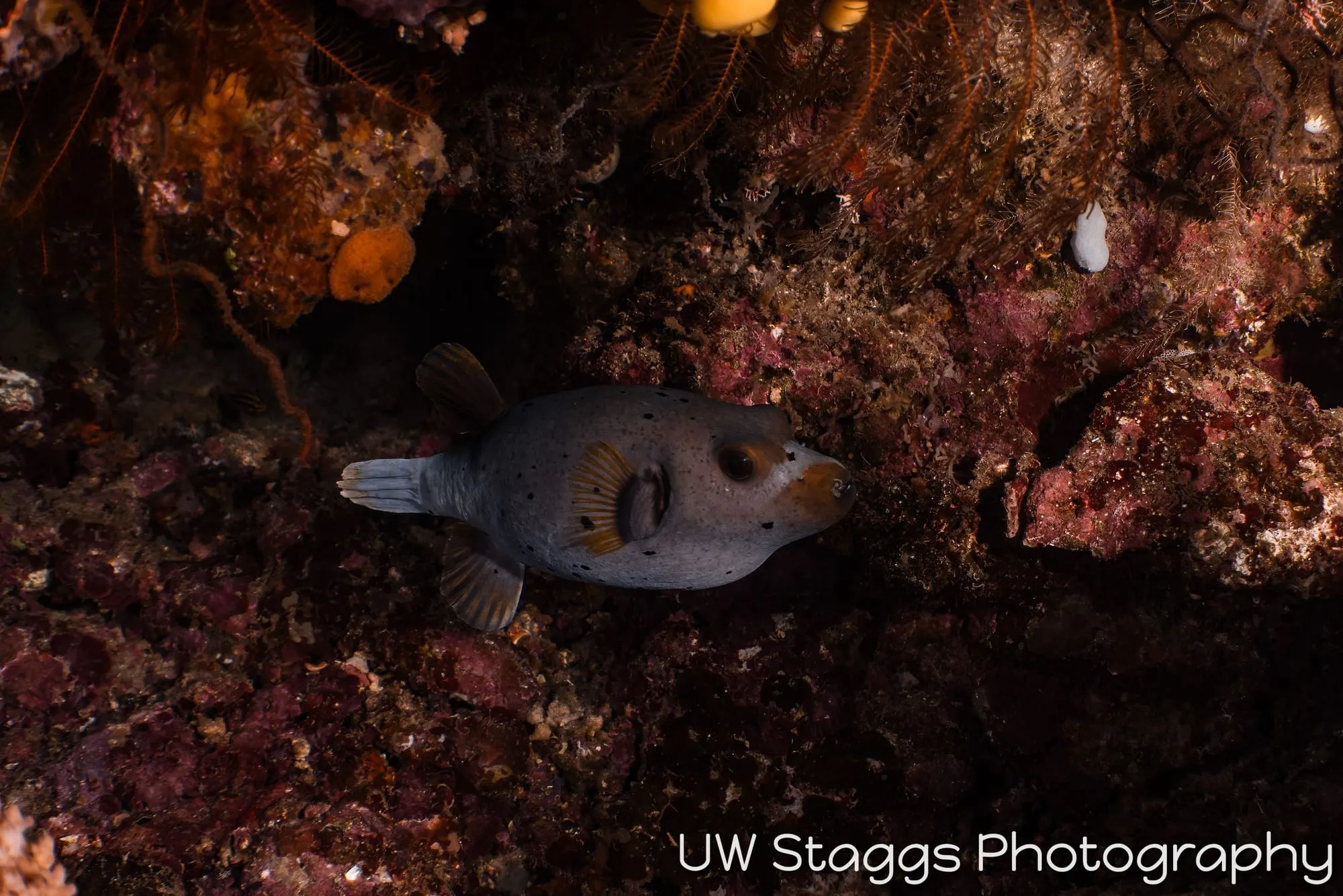 Dogfish Shark — Taveuni, Fiji