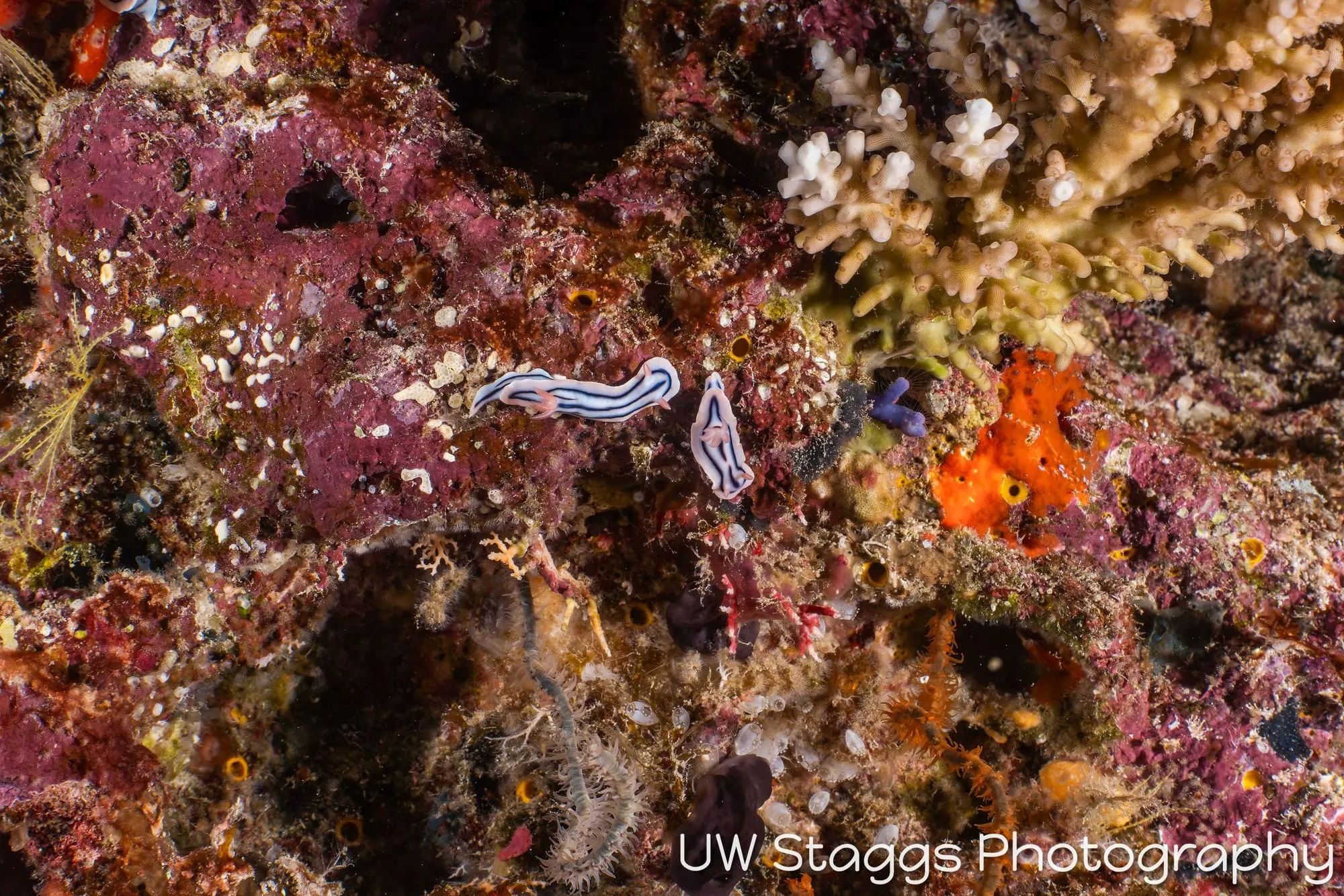Tunicate — Taveuni, Fiji