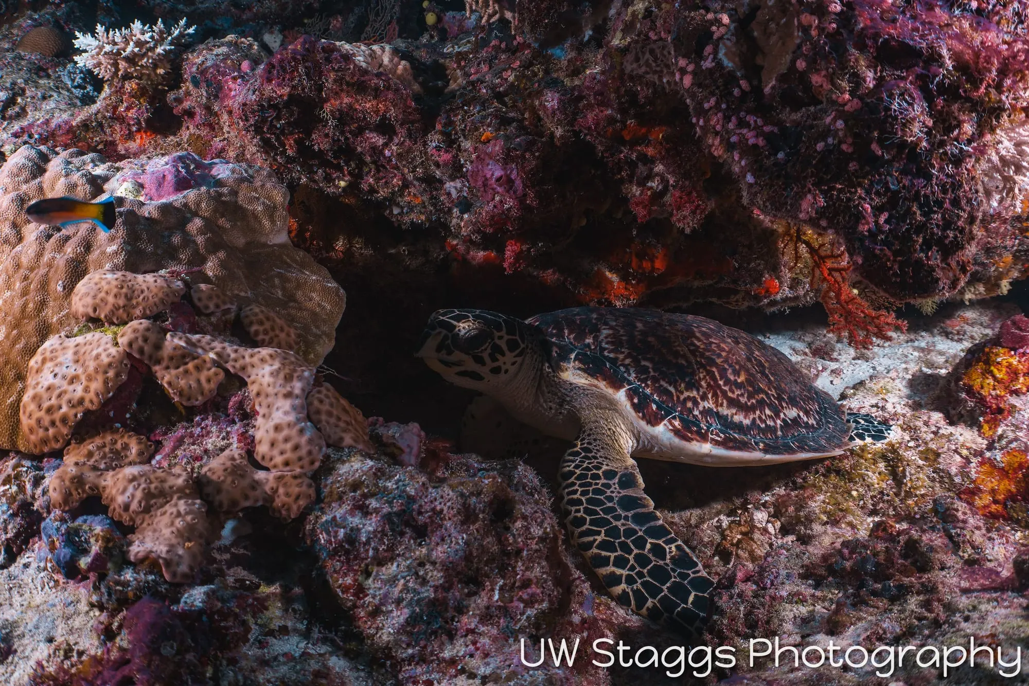Sea Turtle — Taveuni, Fiji