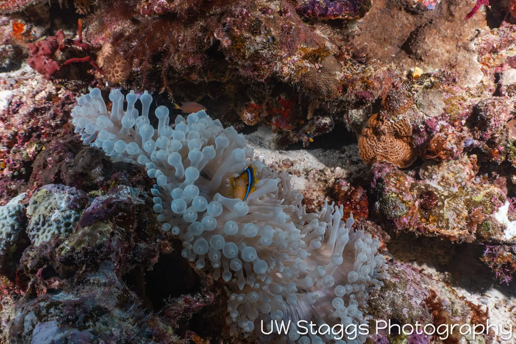 Coral Atoll — Taveuni, Fiji