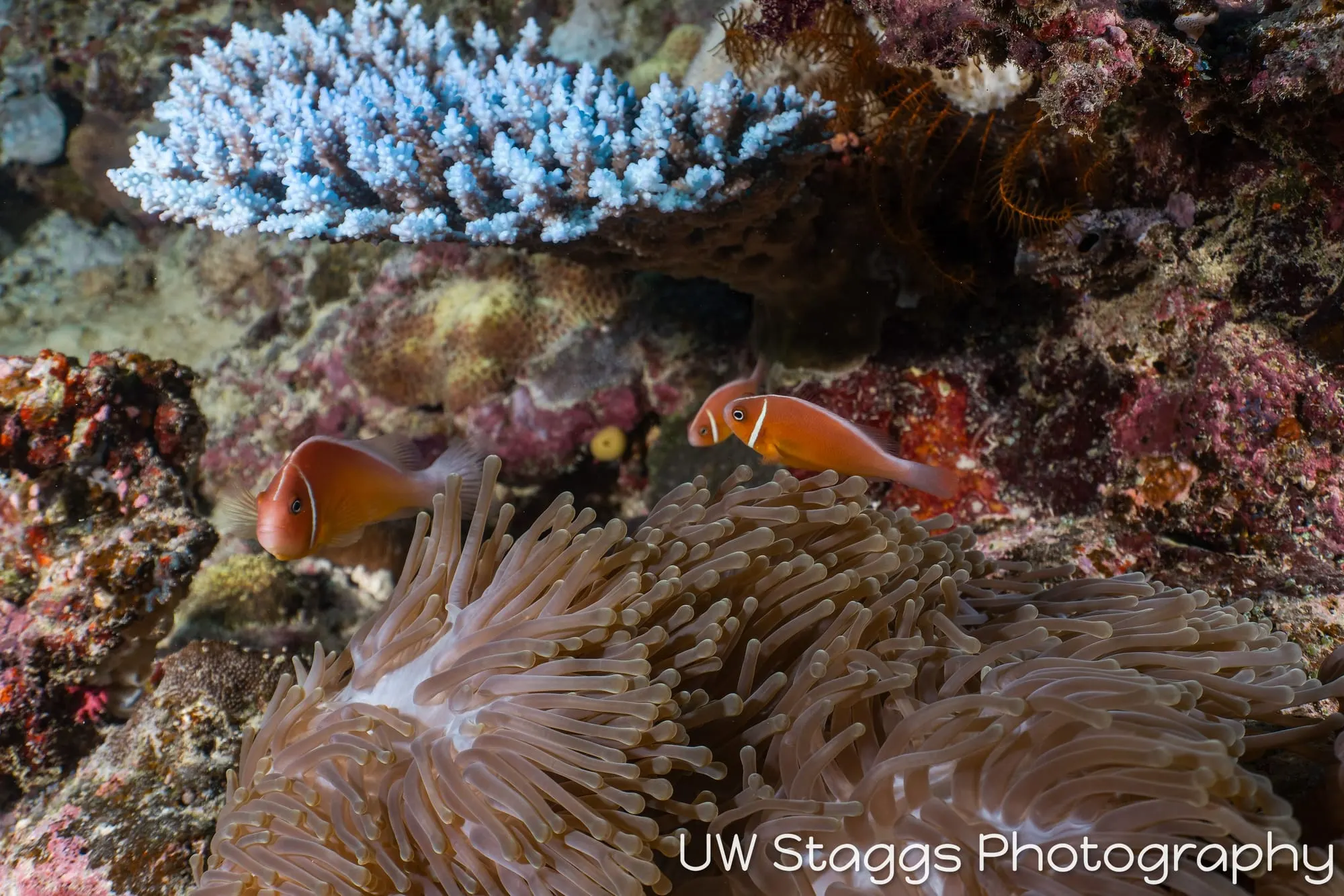 Coral Atoll — Taveuni, Fiji