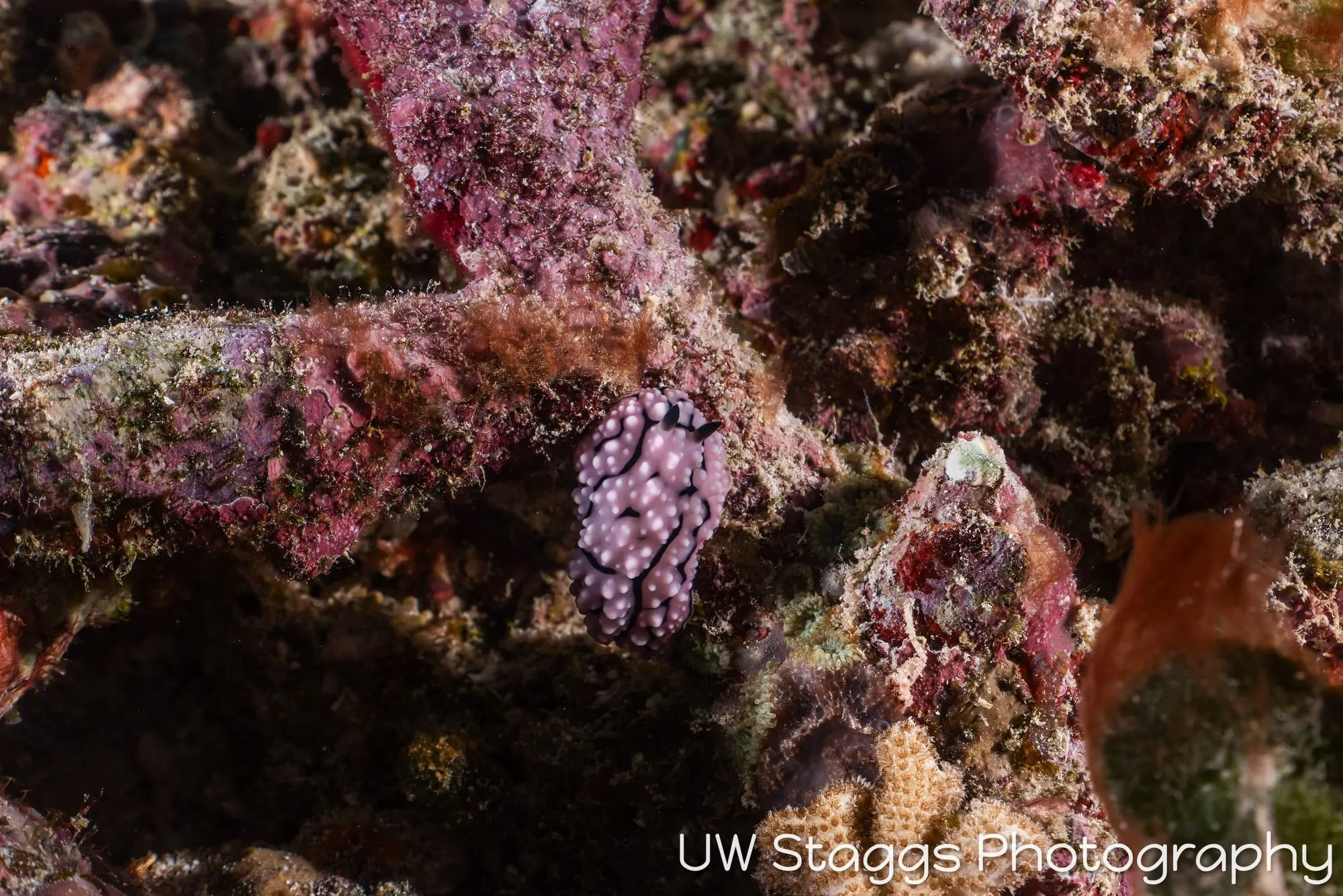 Tunicate — Taveuni, Fiji