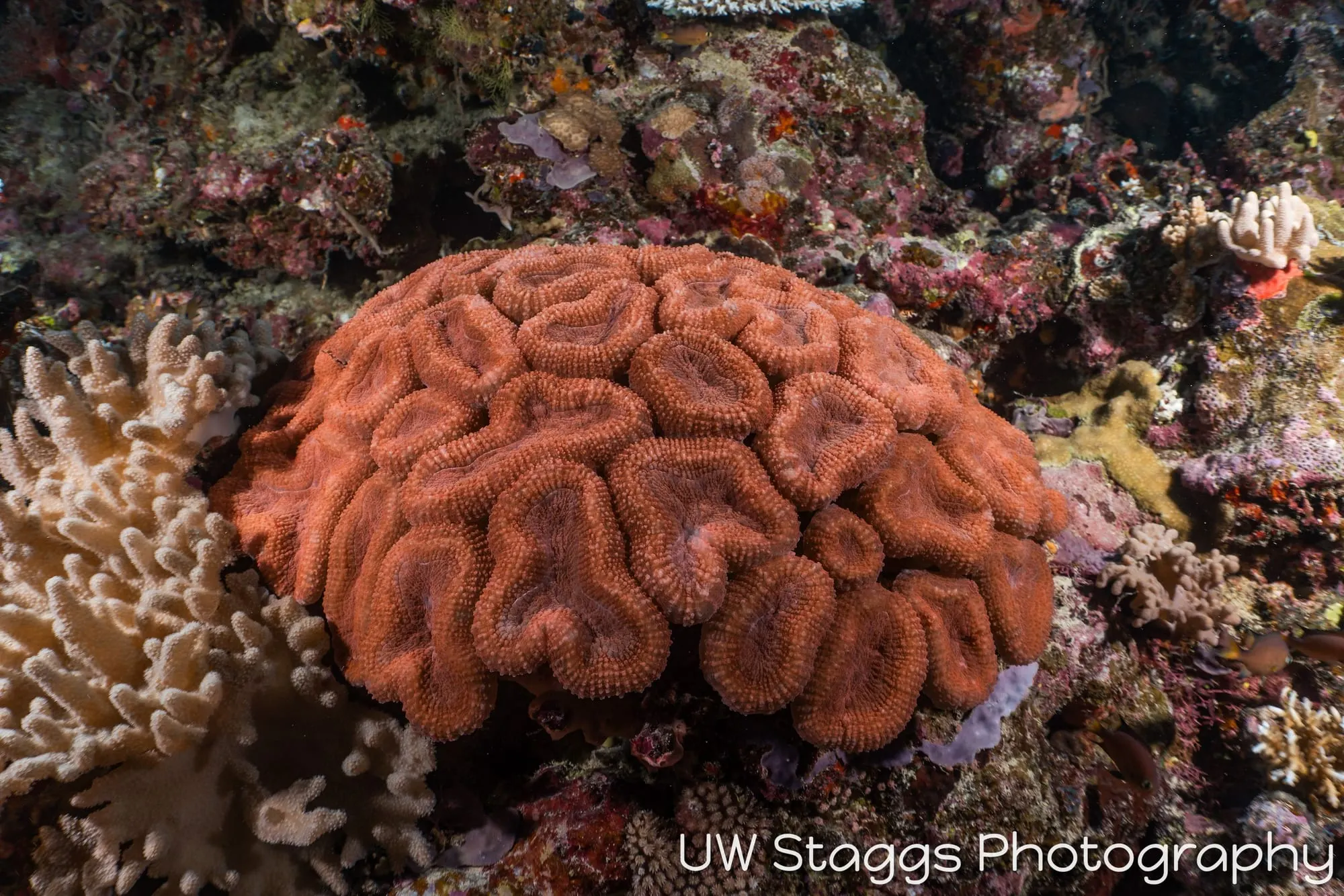 Coral Atoll — Taveuni, Fiji