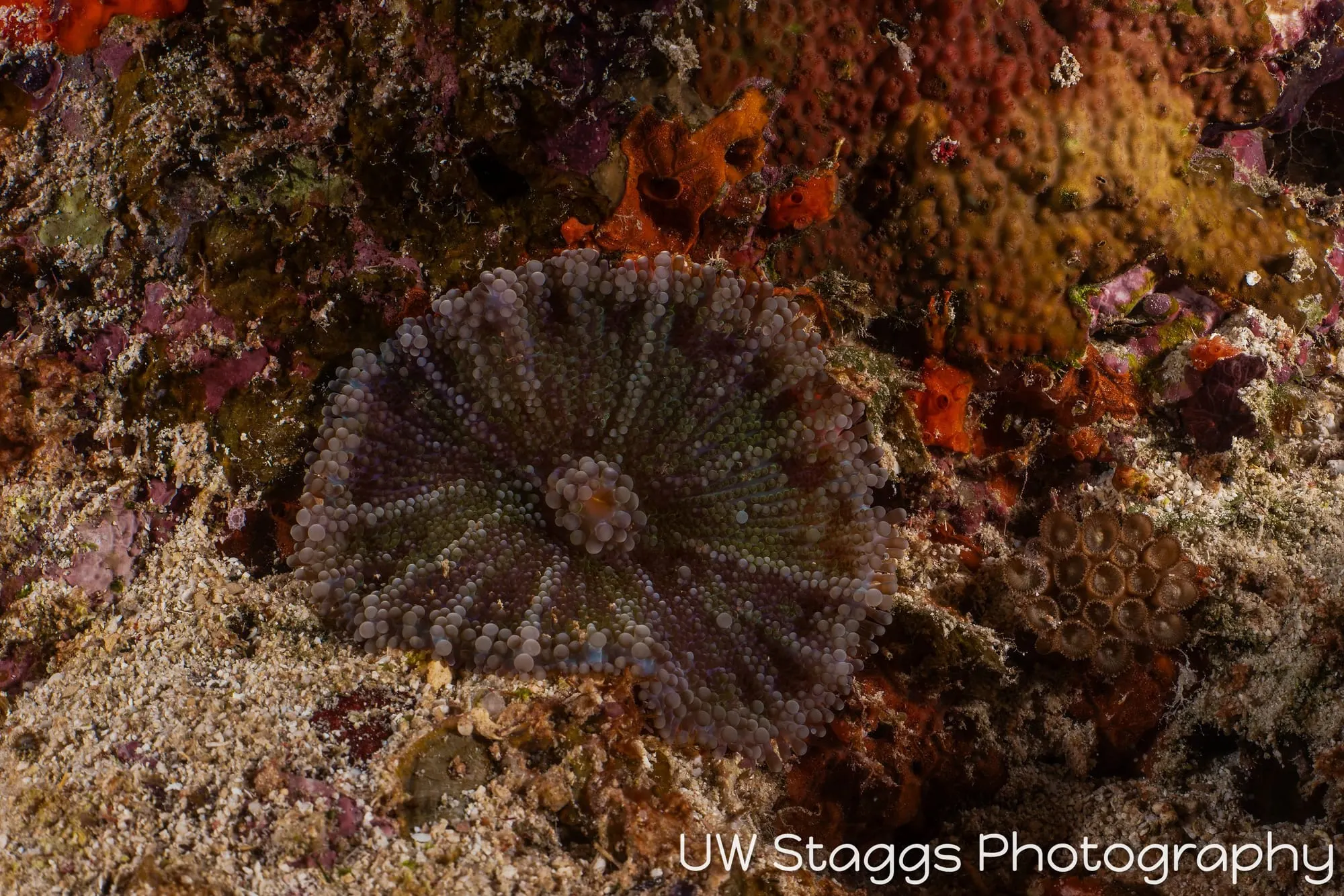Tunicate — Taveuni, Fiji