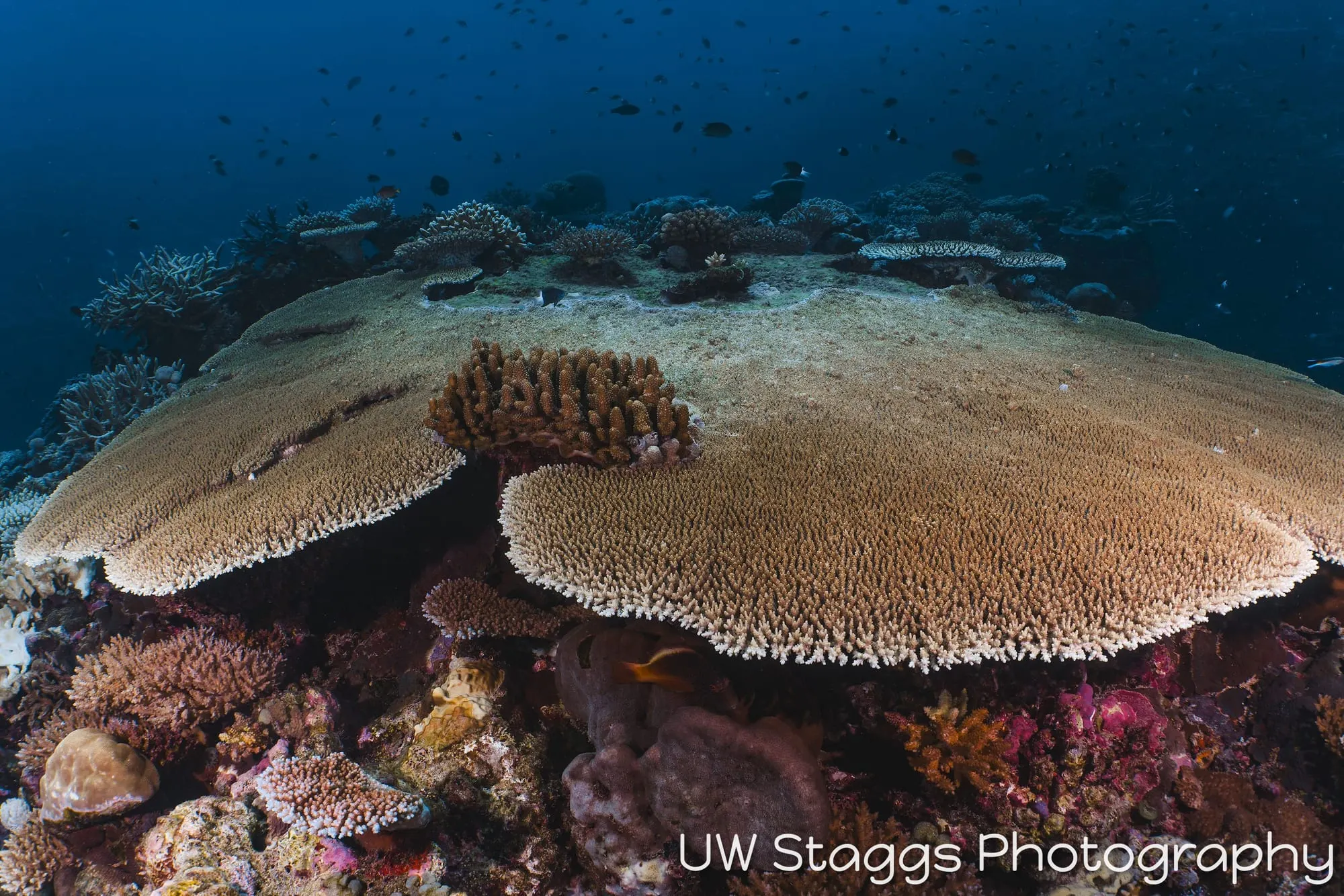 Coral Atoll — Taveuni, Fiji