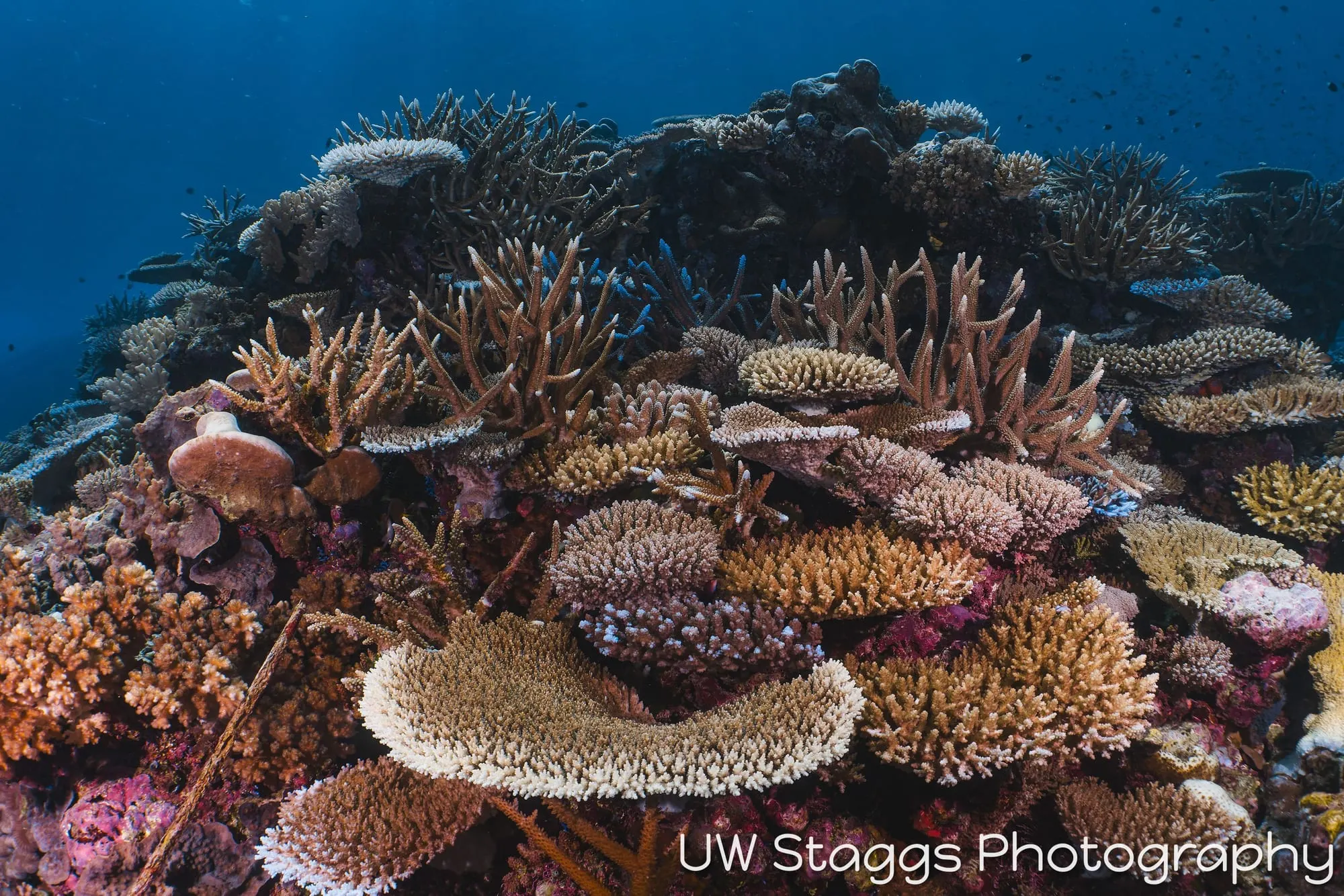 Coral Atoll — Taveuni, Fiji