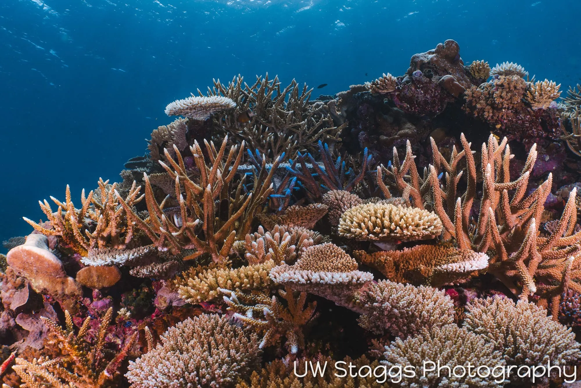Coral Atoll — Taveuni, Fiji