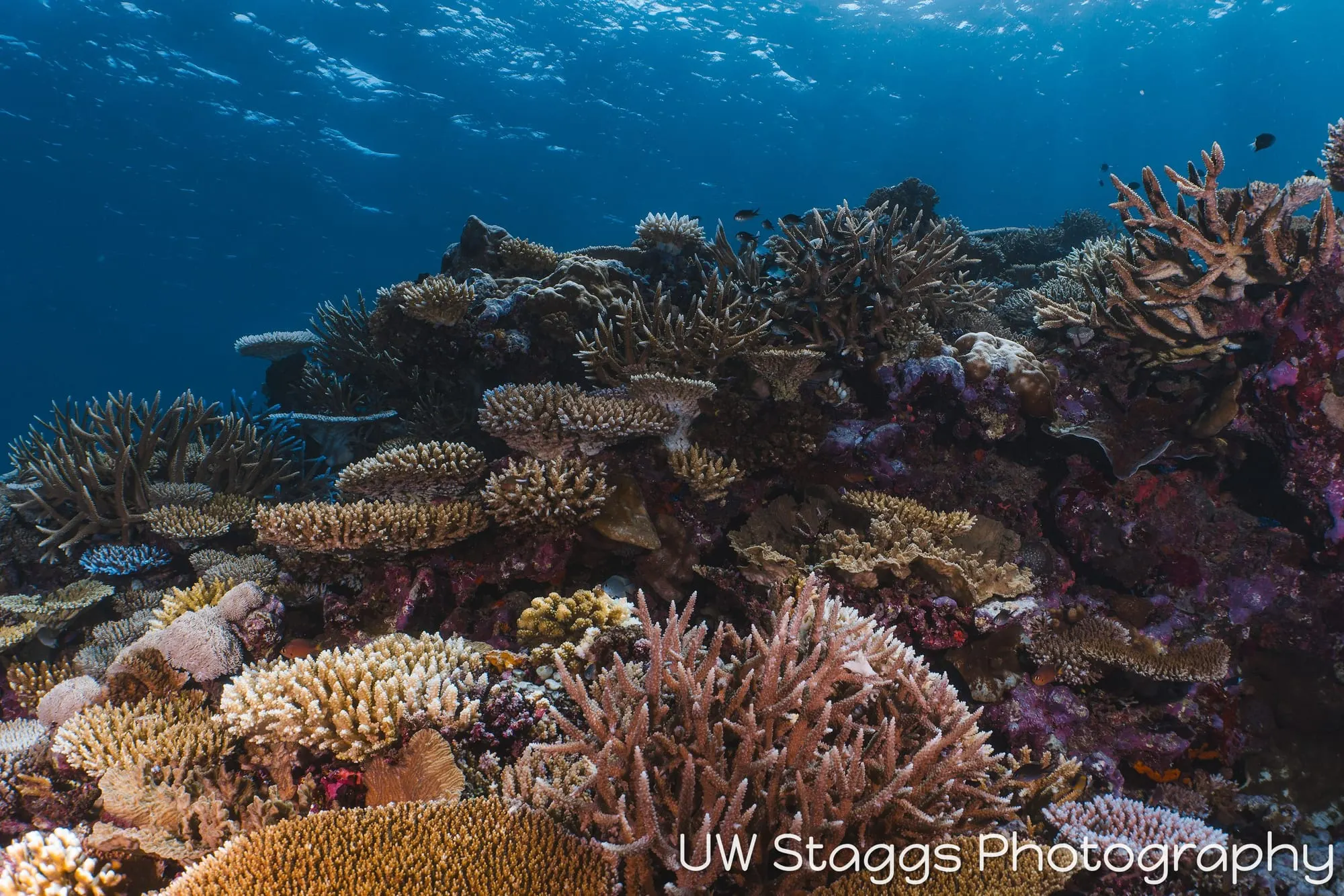 Coral Atoll — Taveuni, Fiji