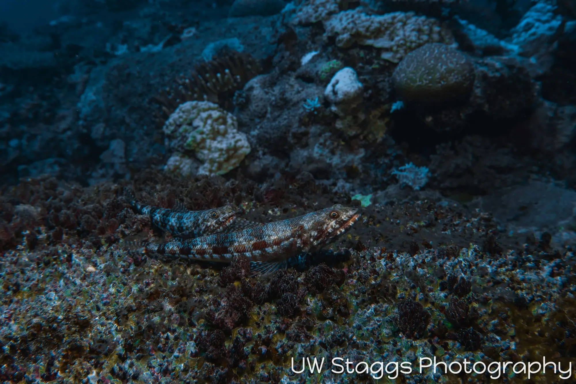 Dogfish Shark — Taveuni, Fiji