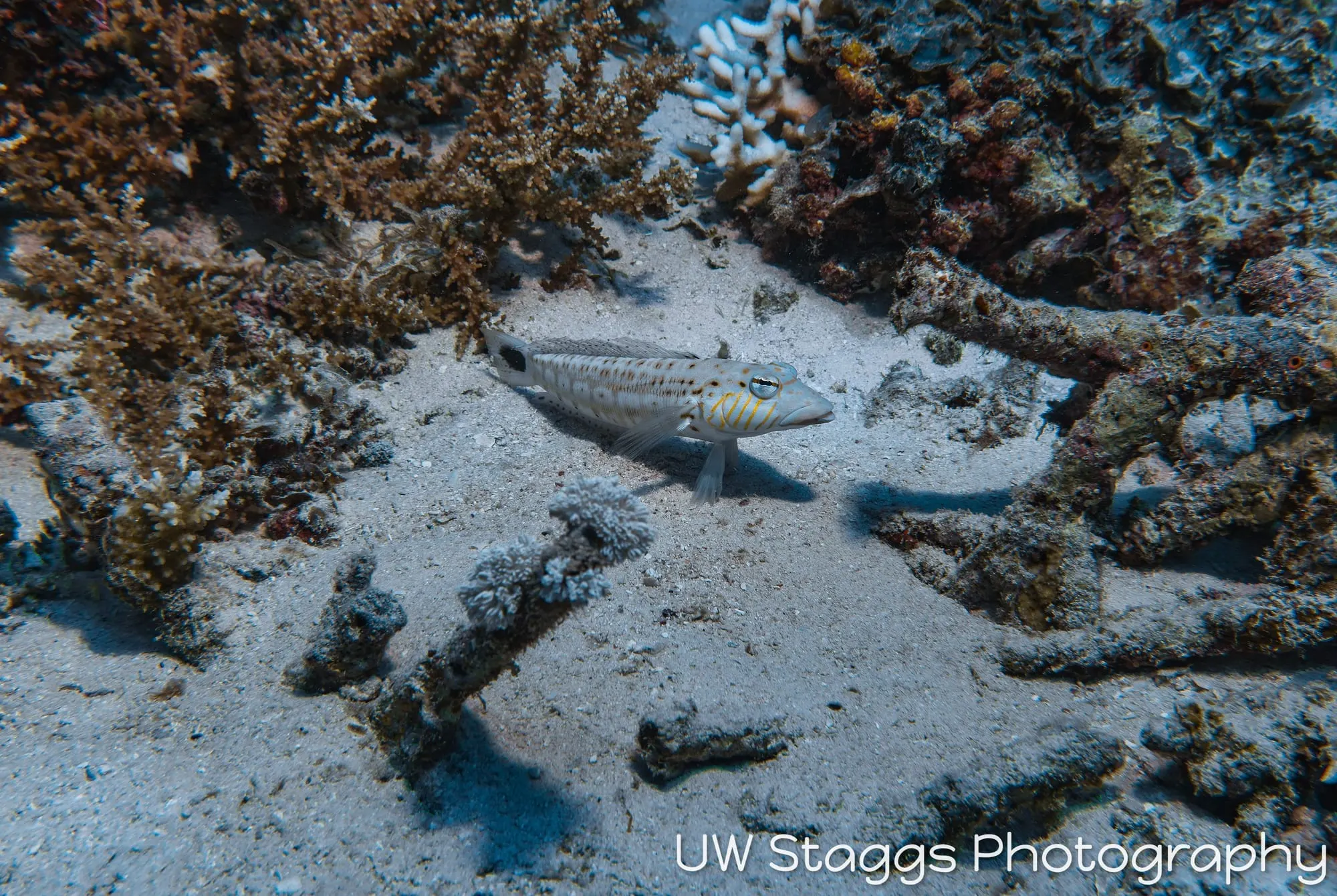 Catfish — Taveuni, Fiji
