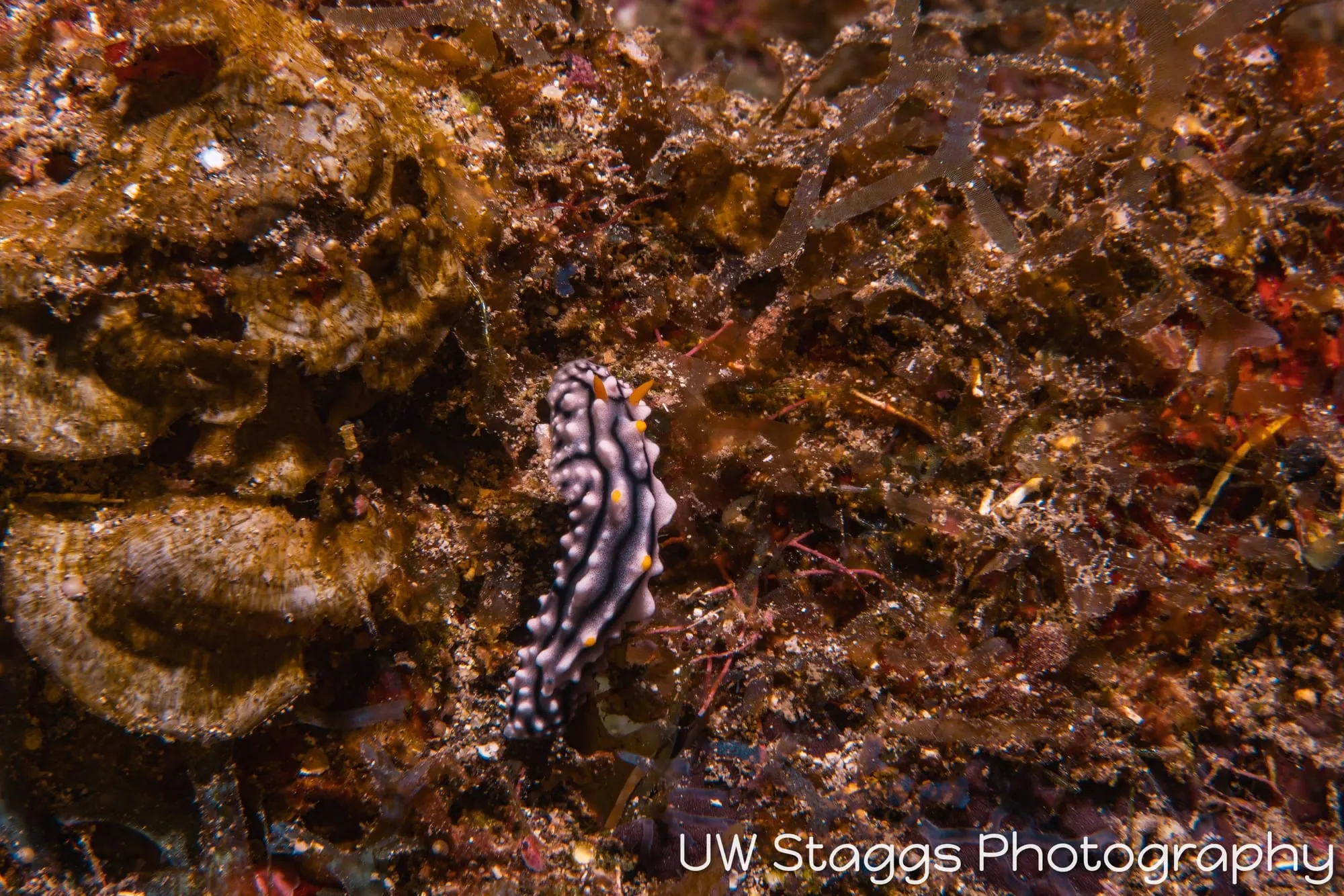 Seahorse — Taveuni, Fiji
