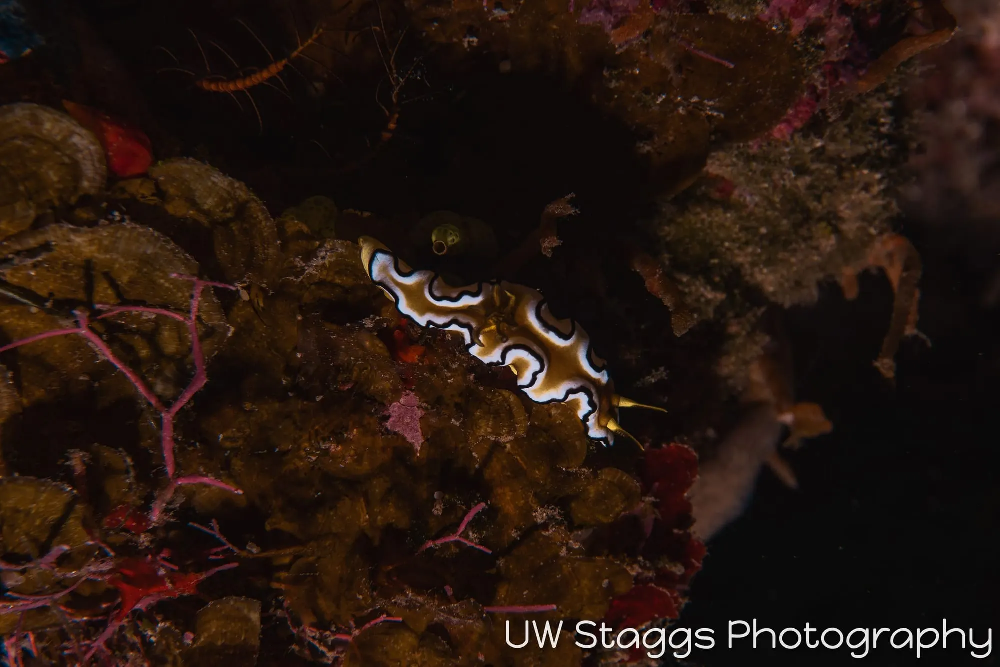 Reef Scene — Taveuni, Fiji