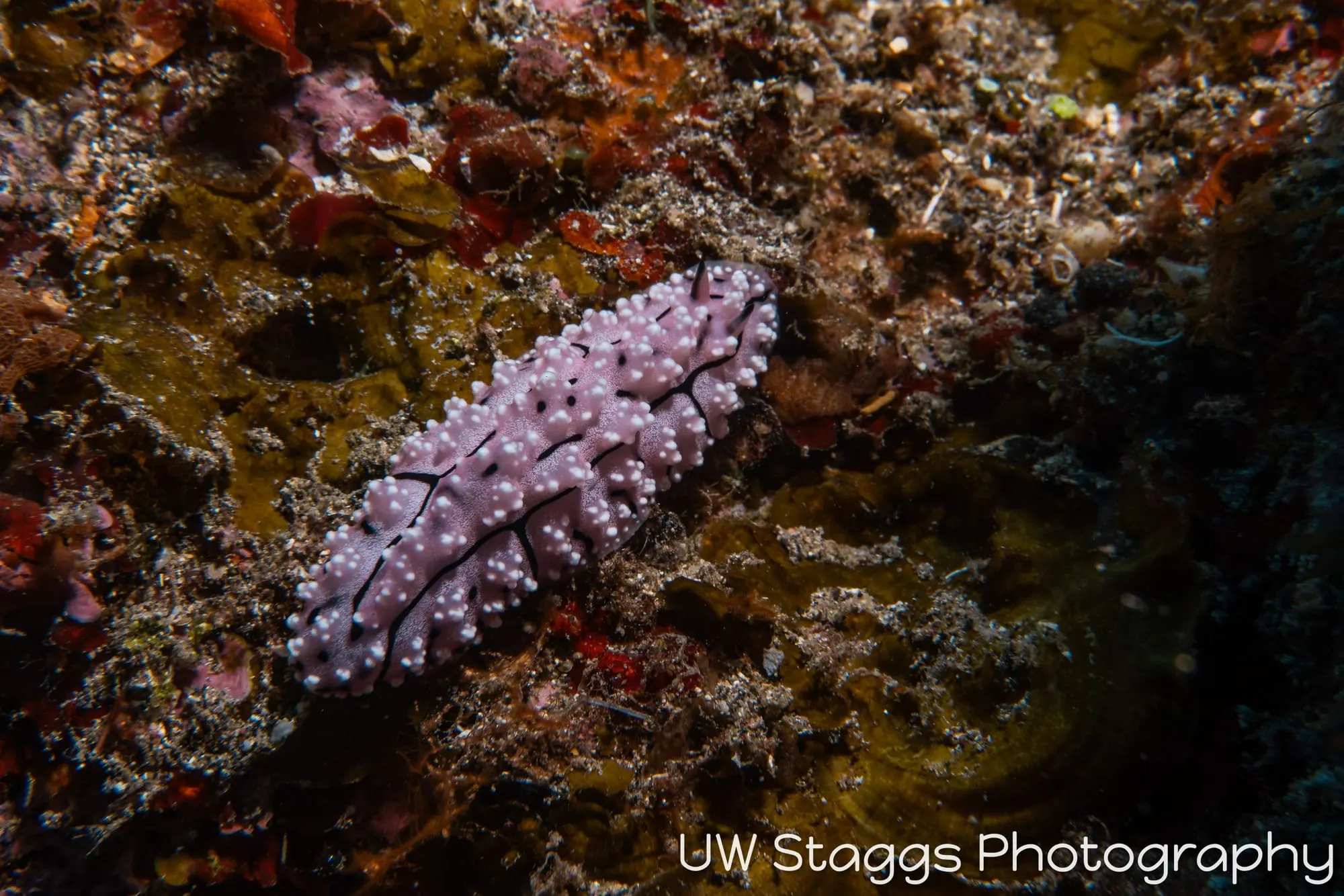 Tunicate — Taveuni, Fiji